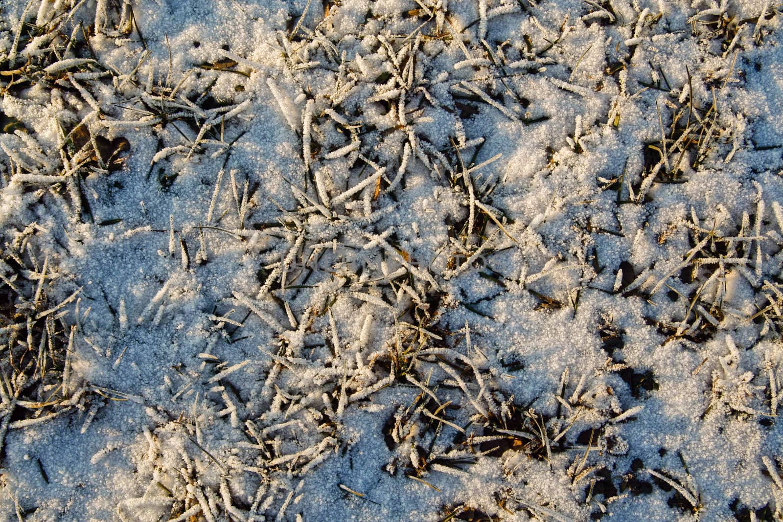 The herb under the snow.