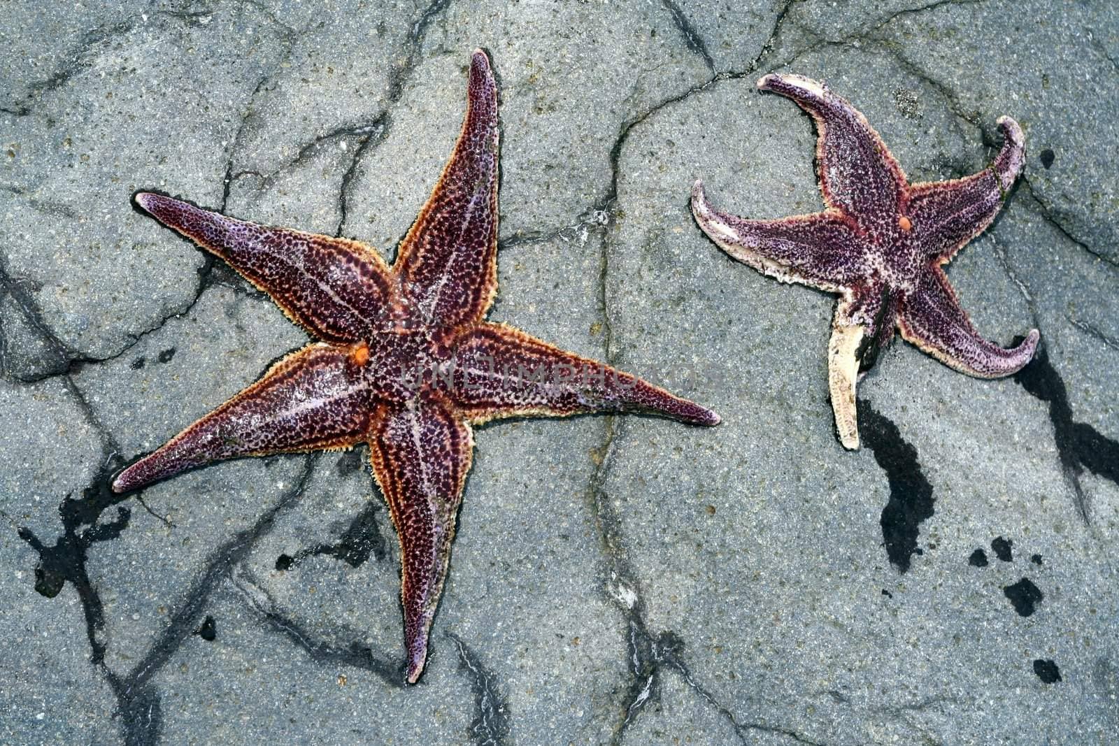 Sea stars on gray stone. Kamchatka.