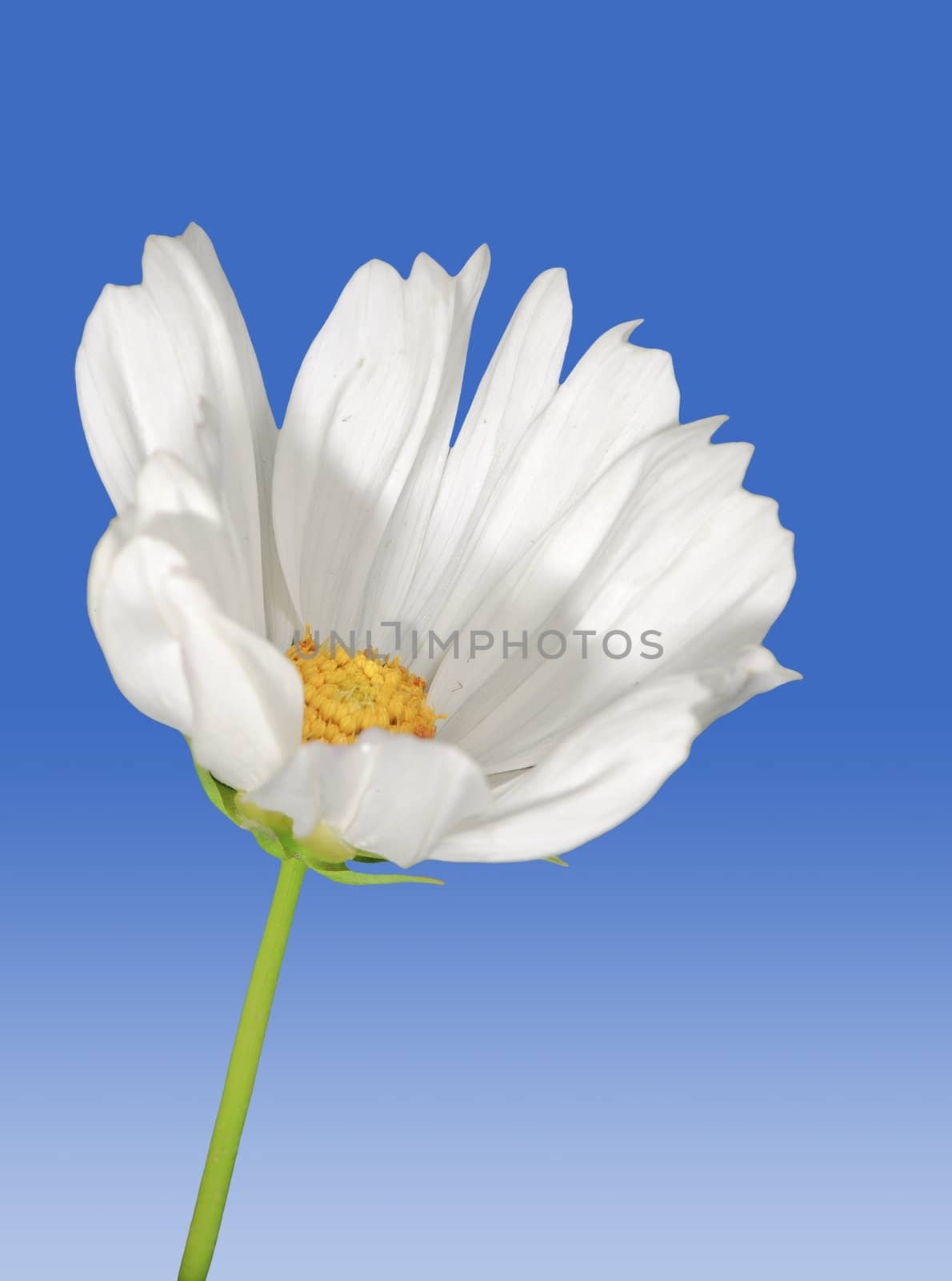 beautiful daisy flower with isolated background by jackq