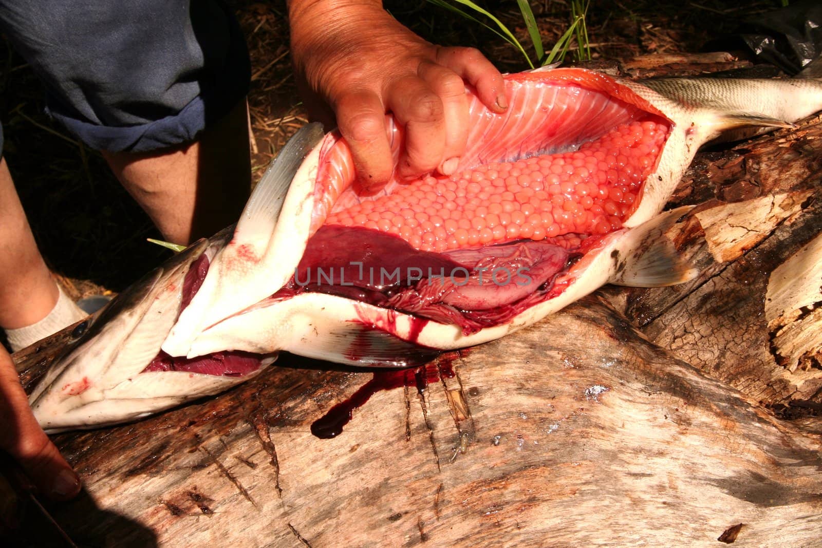 Kamchatka. Preparation of the red  caviar.