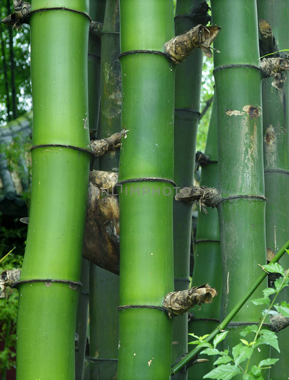 datails of green bamboo : Bambusa sinospinosa McClure