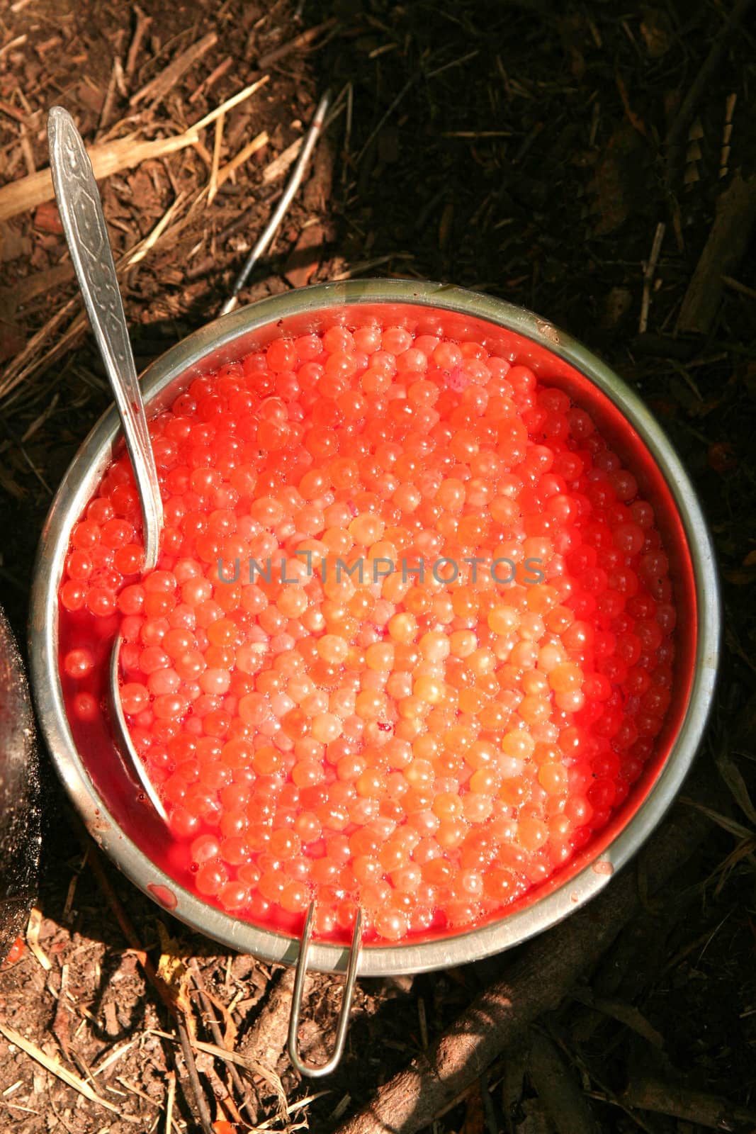  Preparation of the red  caviar. Kamchatka. 
Russia.