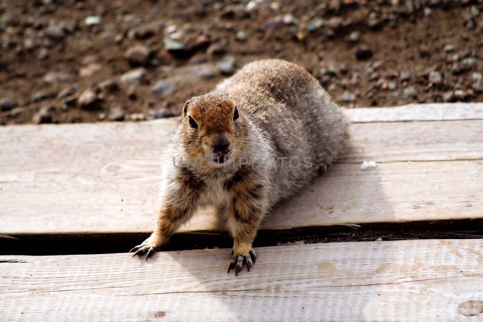 Look of gopher. Kamchatka.