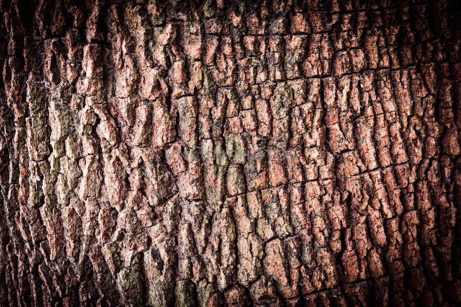 texture of old tree cracked pattern