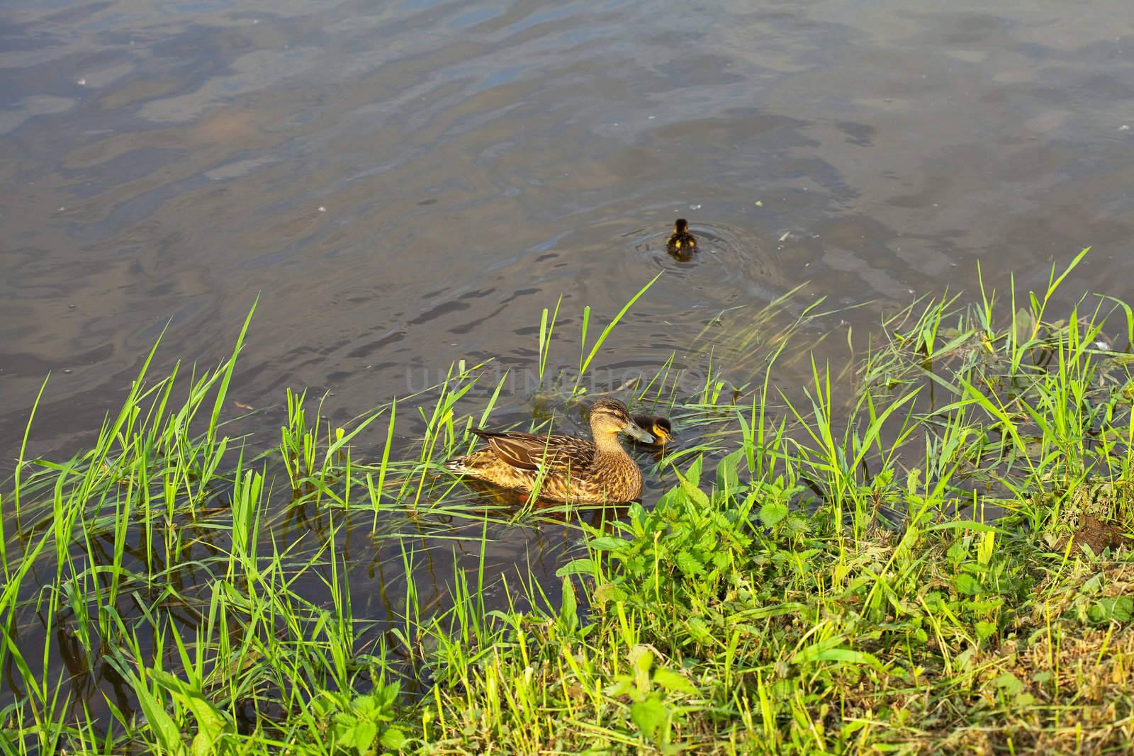 duck with ducklings swimming in the water