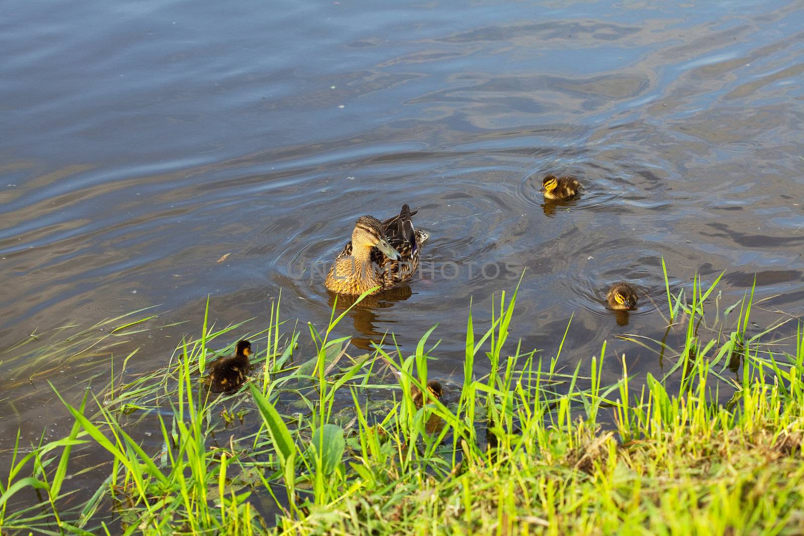 duck with ducklings swimming in the water