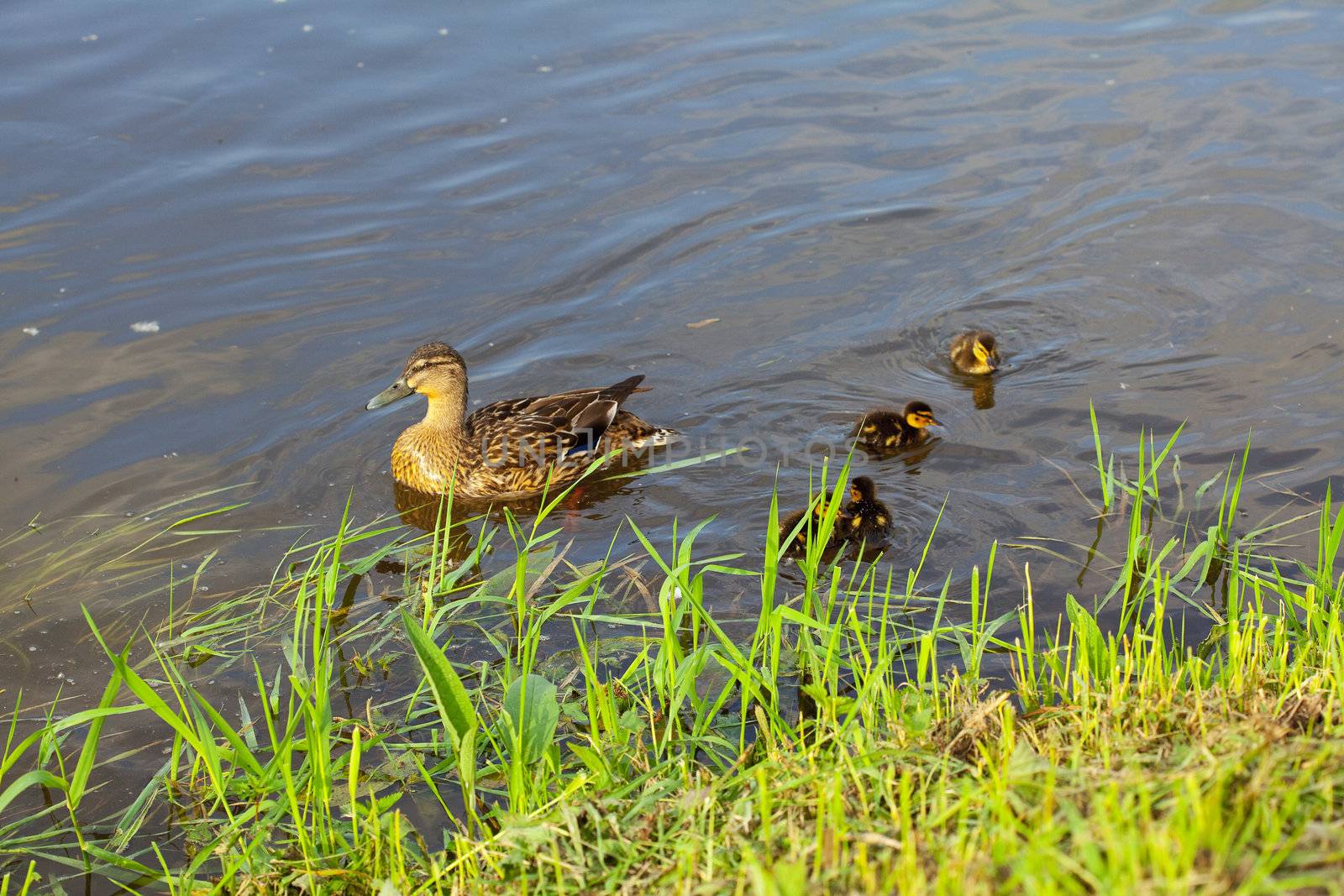 duck with ducklings swimming in the water