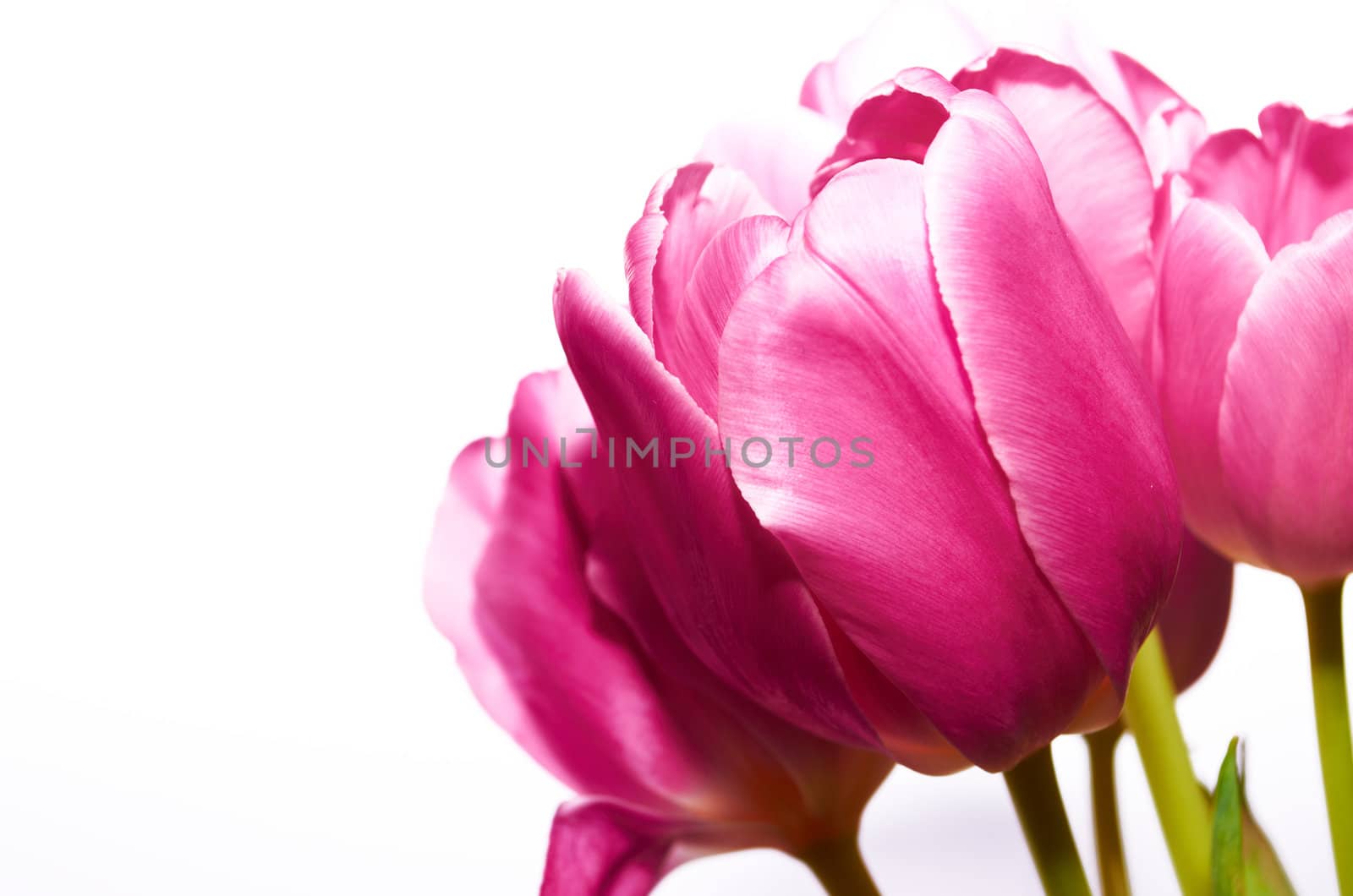 Flower.Light pink tulip petals closeup