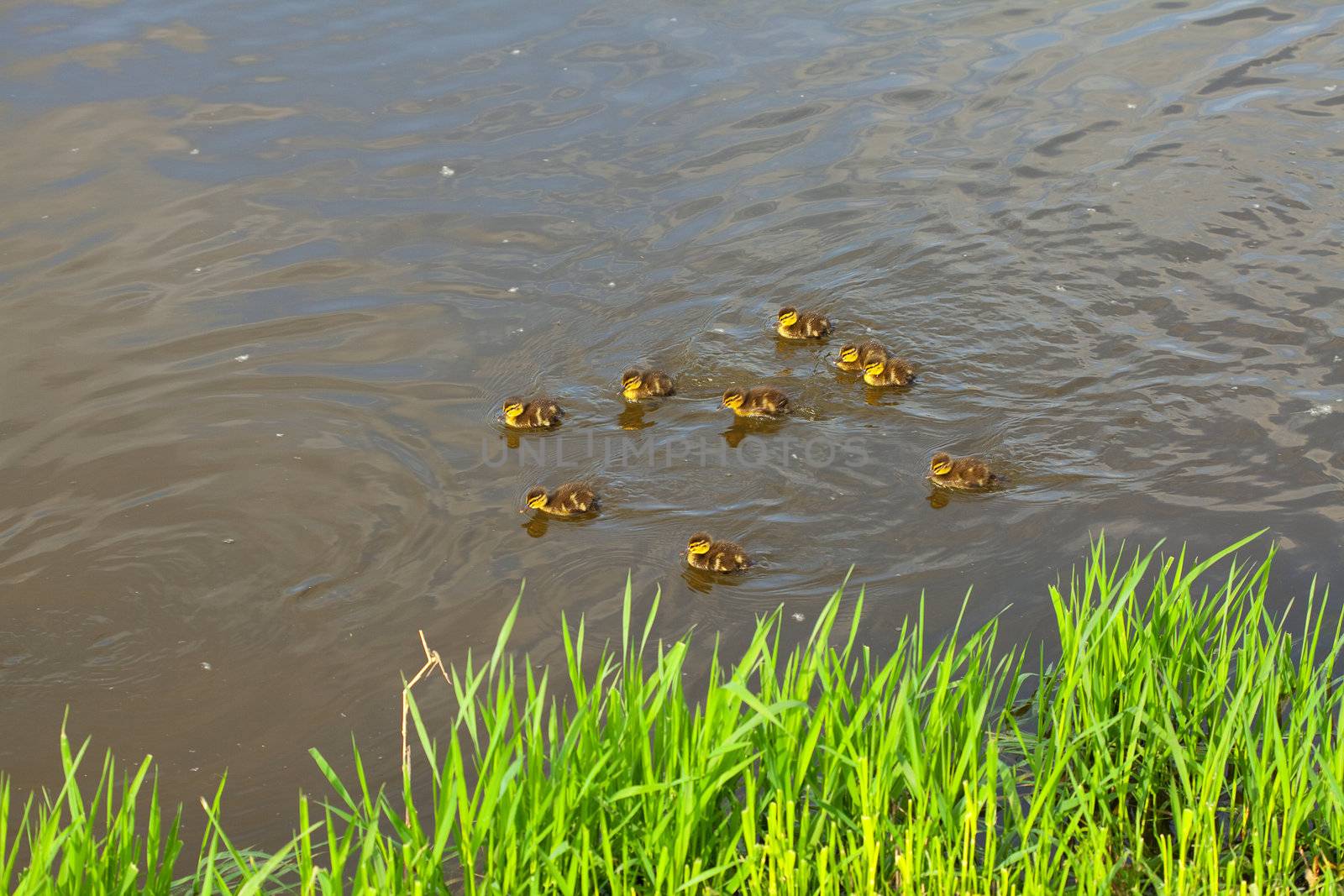 duck with ducklings swimming in the water by jannyjus