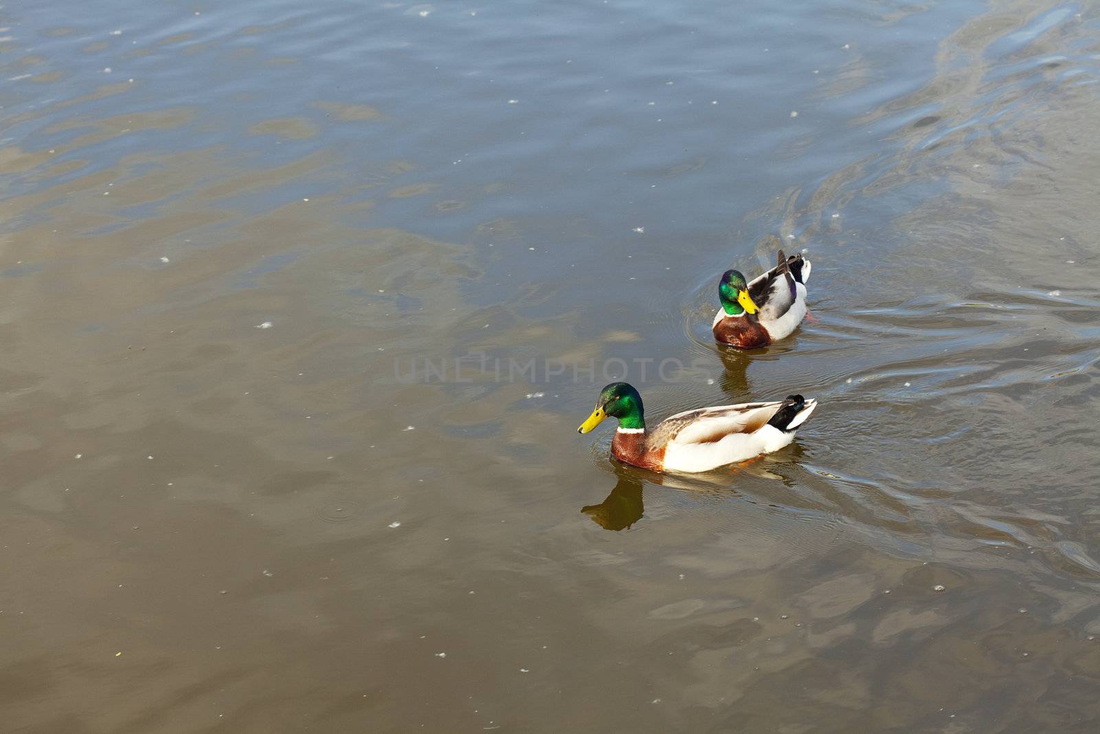ducks floating in the water by jannyjus
