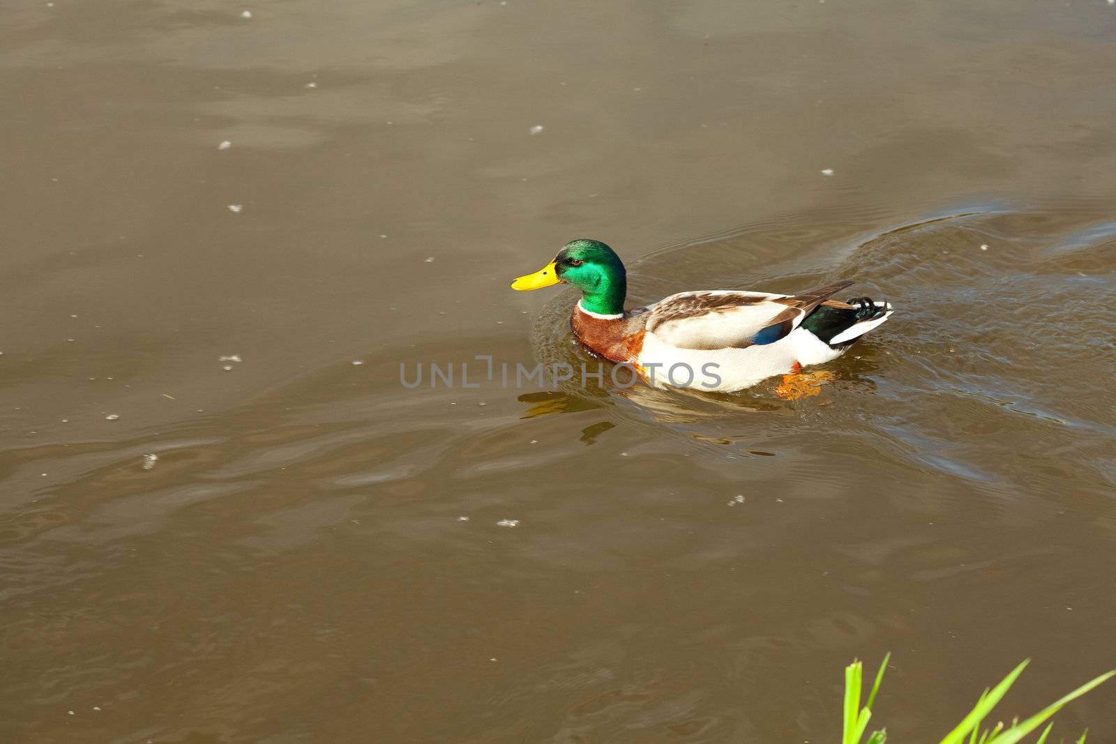 ducks floating in the water by jannyjus