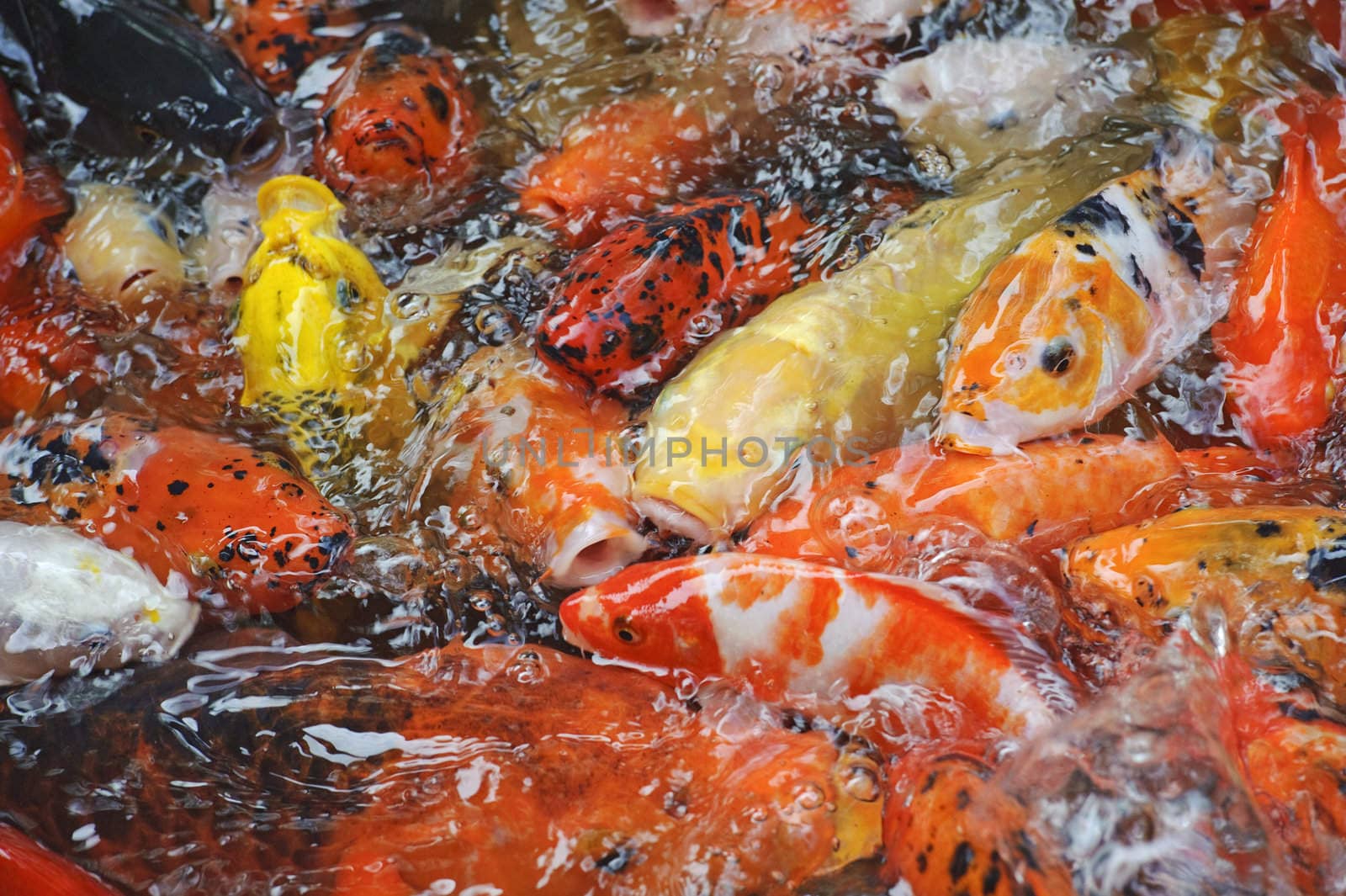 Beautiful golden koi fish in the fish ponds by jackq