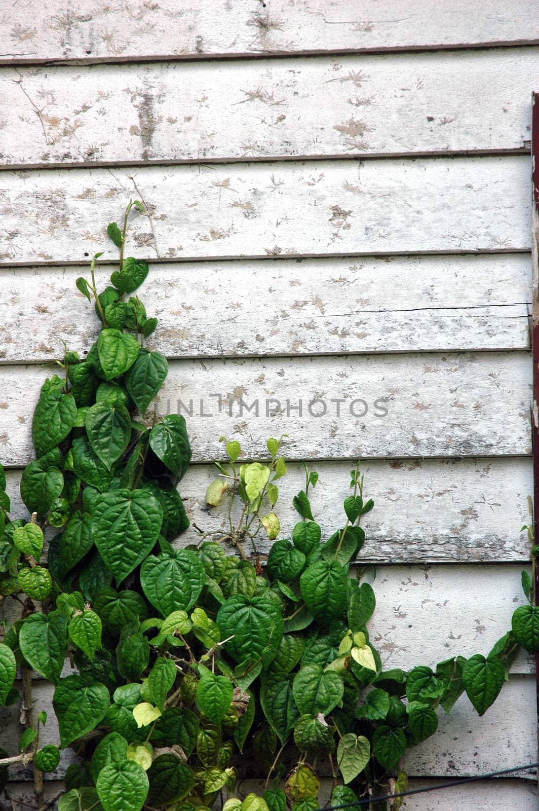 old wooden wall with green wild plant