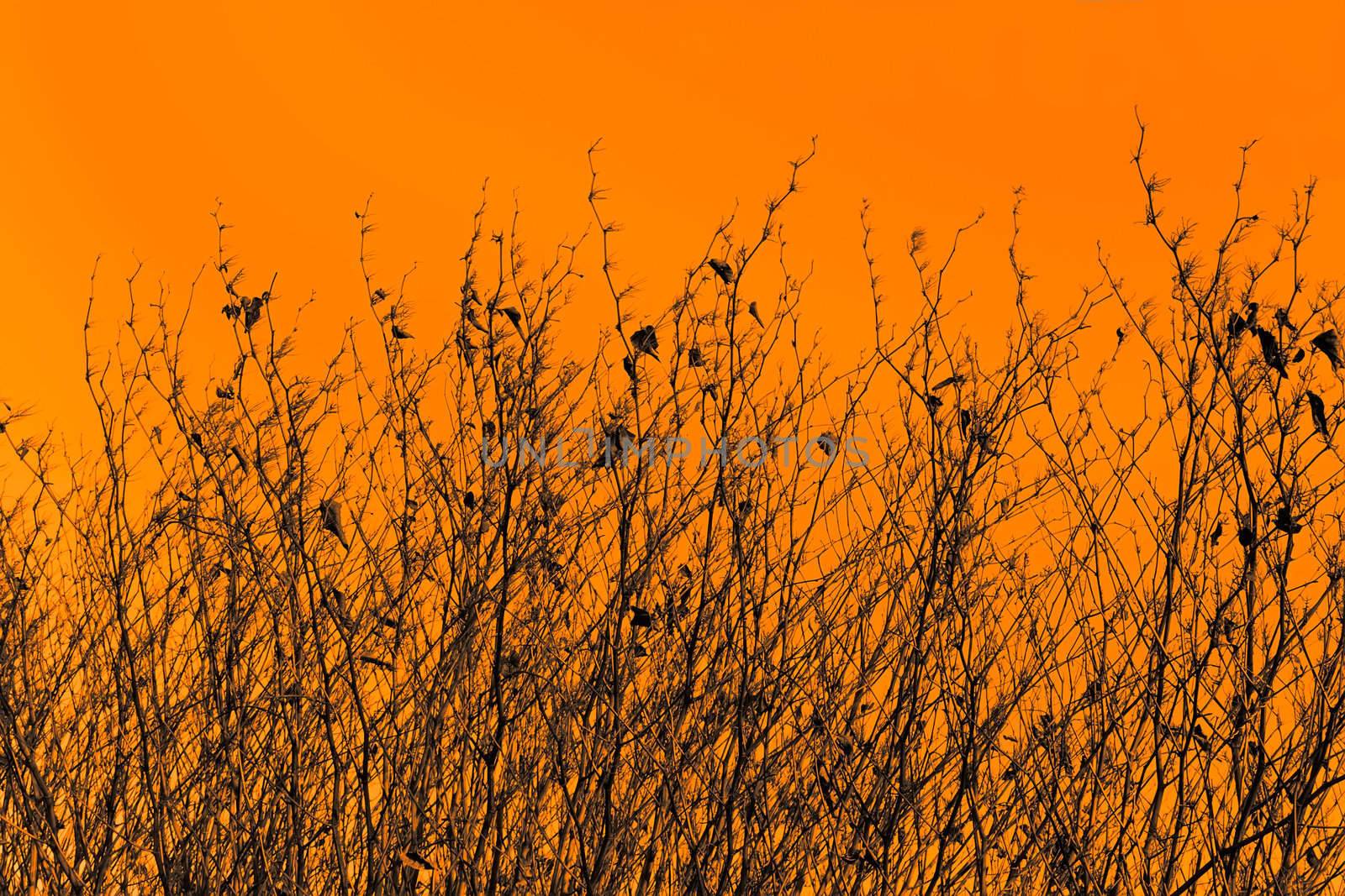 Silhouettes of dried high grassy plants against the orange sepia background 