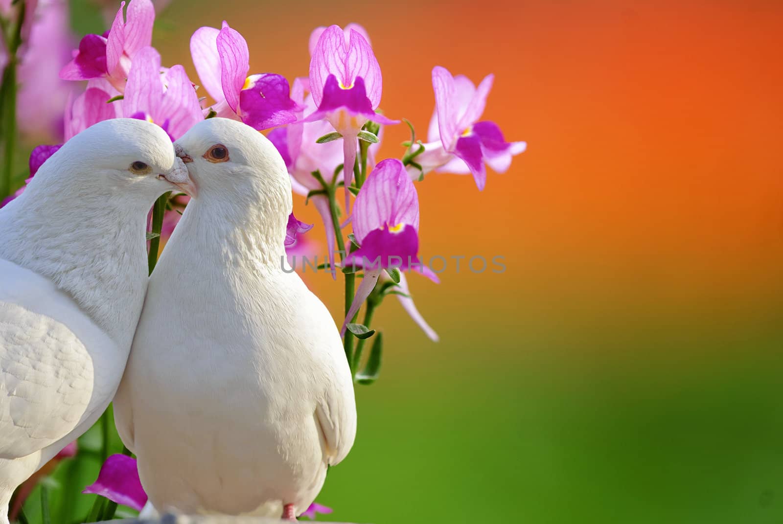 two loving white doves and butterfly orchid flower