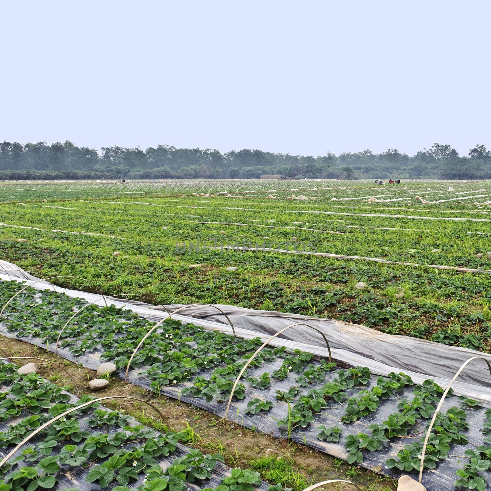 Rows of young strawberry field