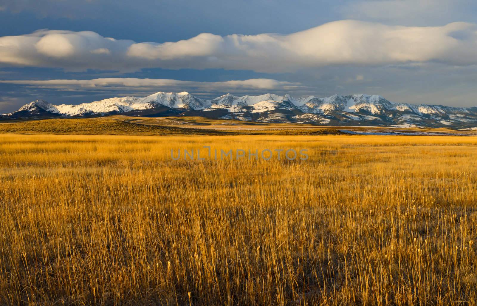 Prairie grasses, The Bridger Mountains and clouds in morning light, Park County, Montana, USA