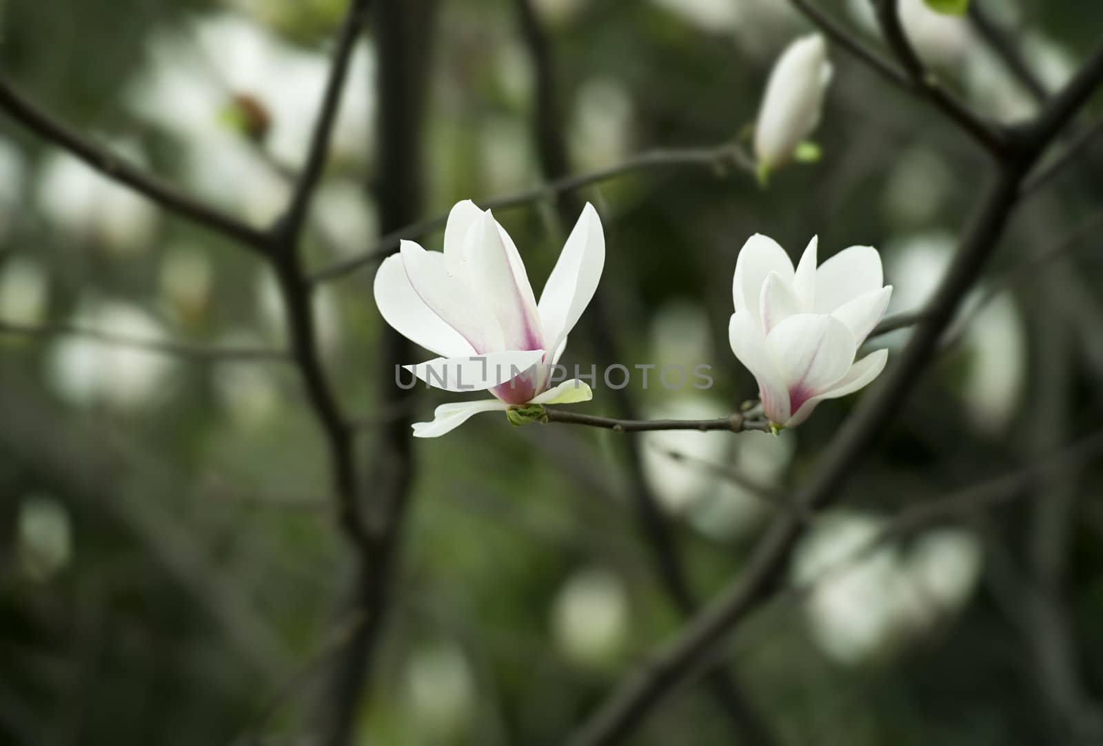 Magnolia denudata flower in a garden at spring