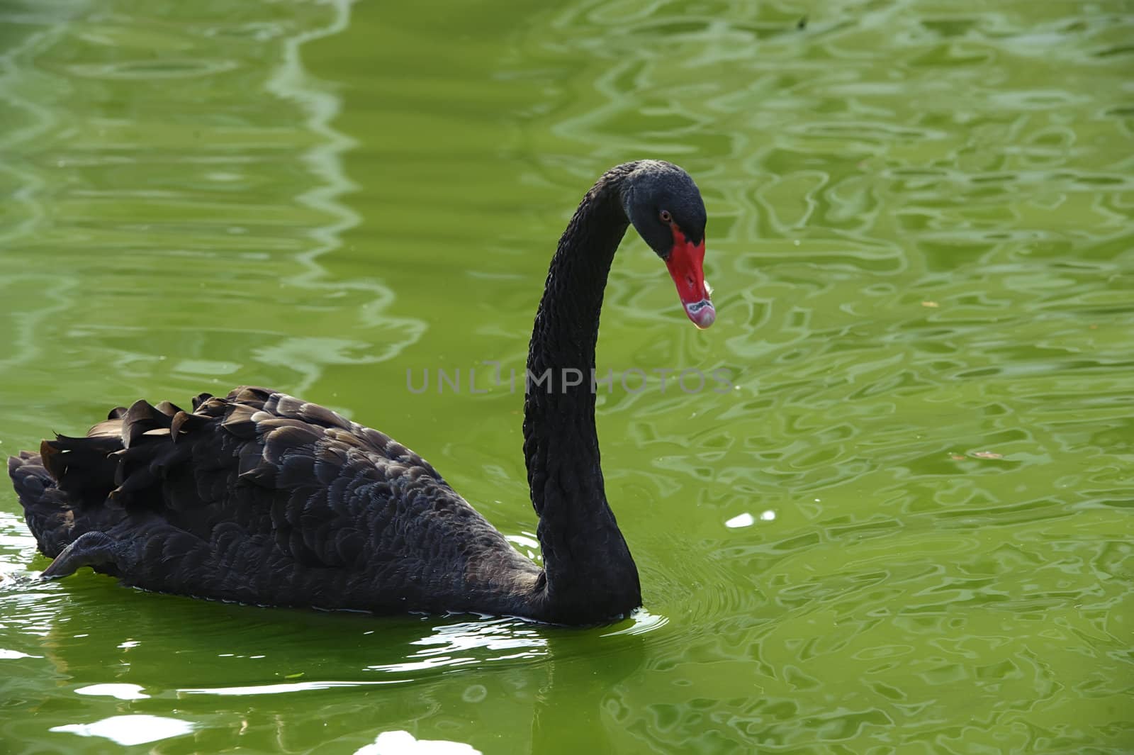 black swan in the lake by jackq