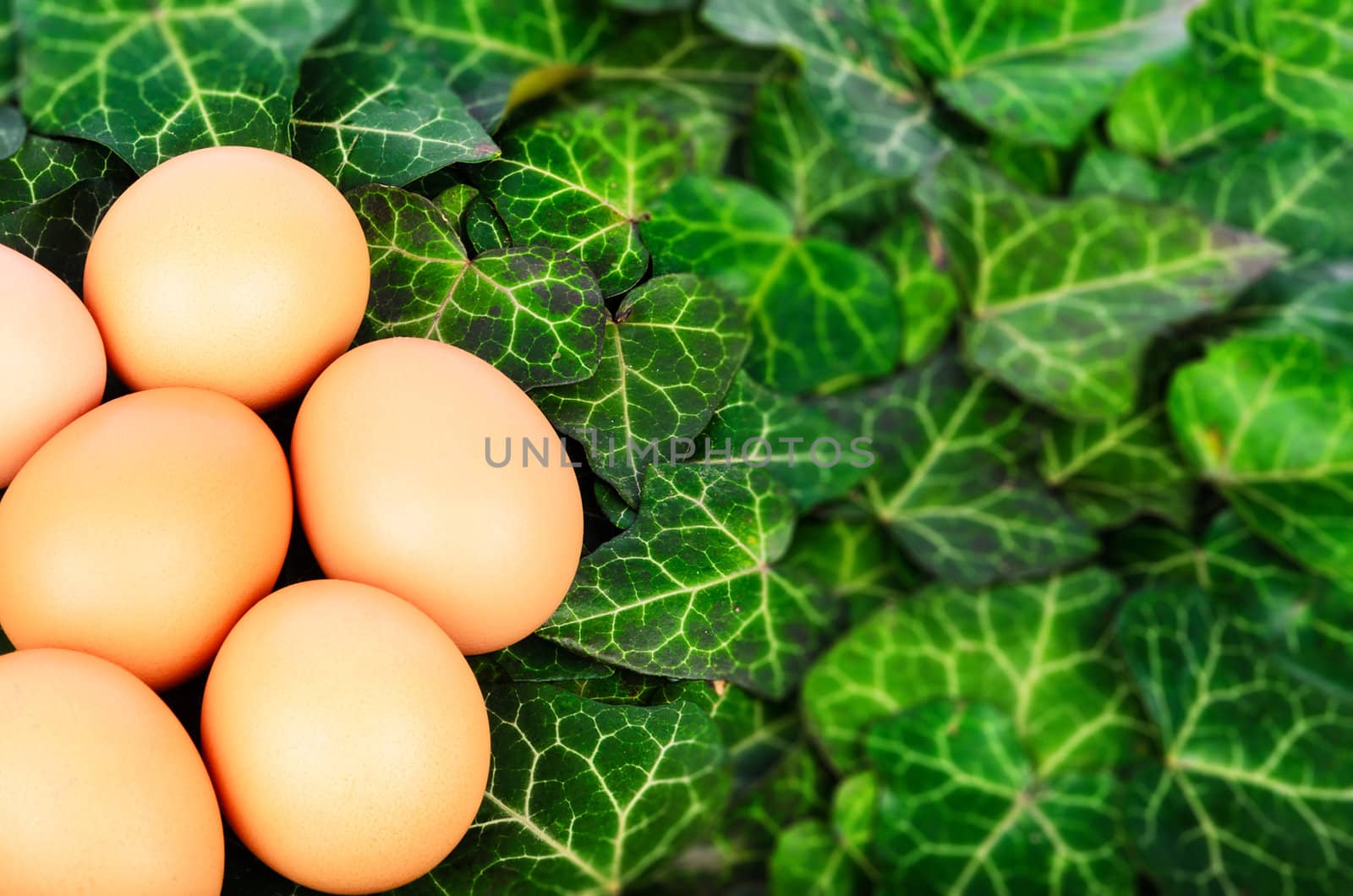 Group eggs on a background of green leaves by velislava