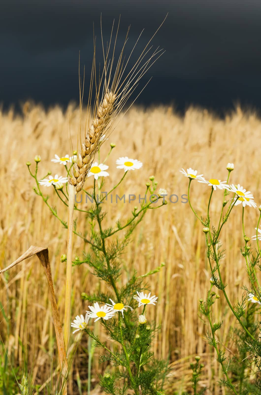 golden ear of wheat with daisy under dark sky. rain before
