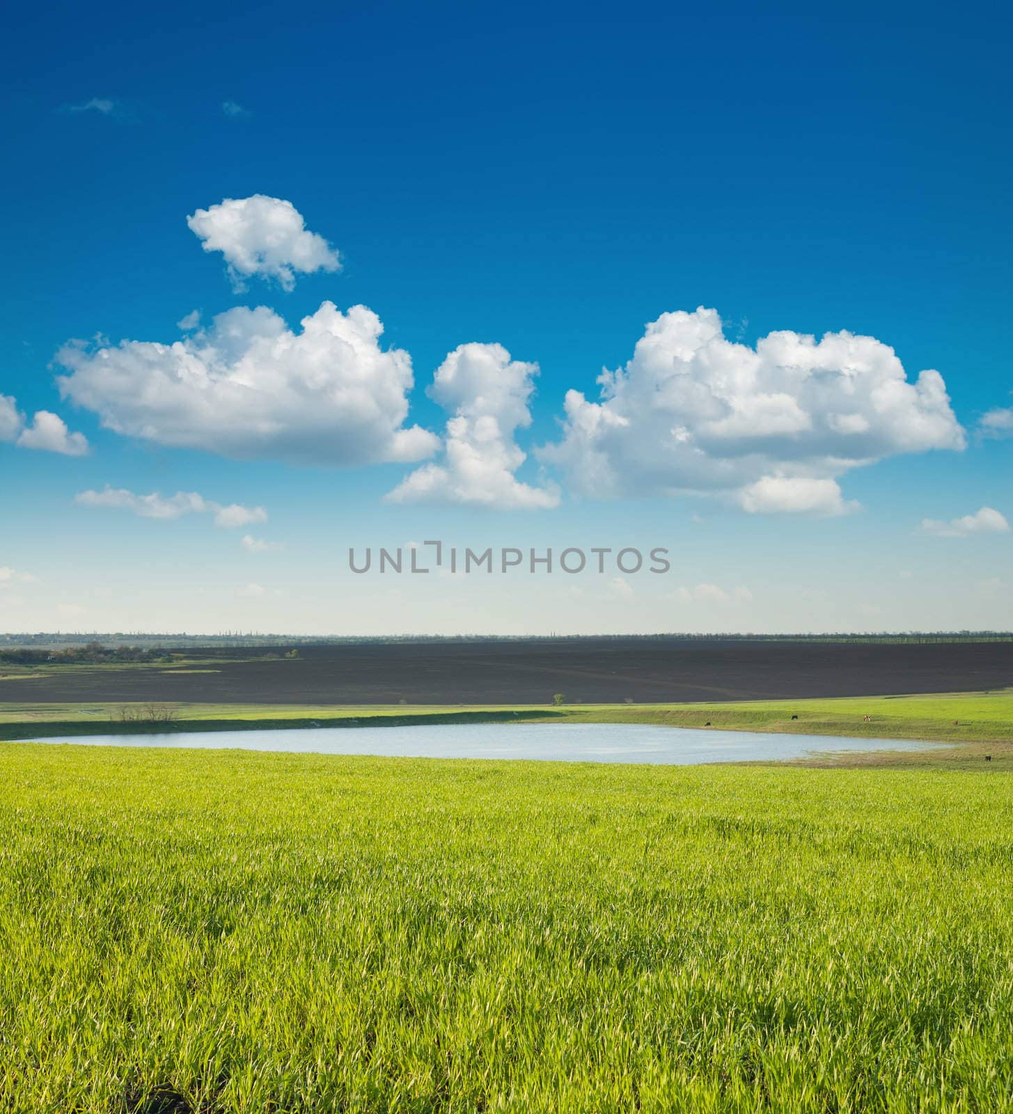 green field and pond by mycola