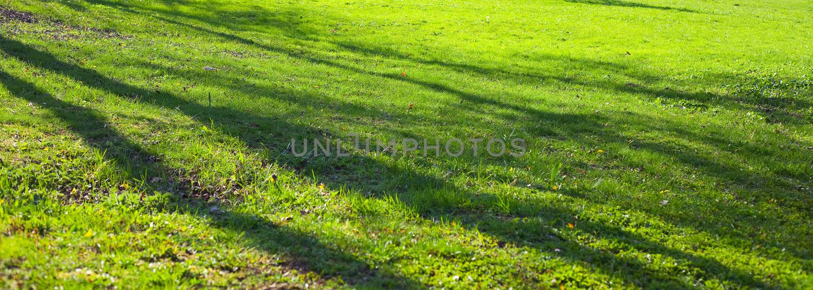 background of green grass by jannyjus