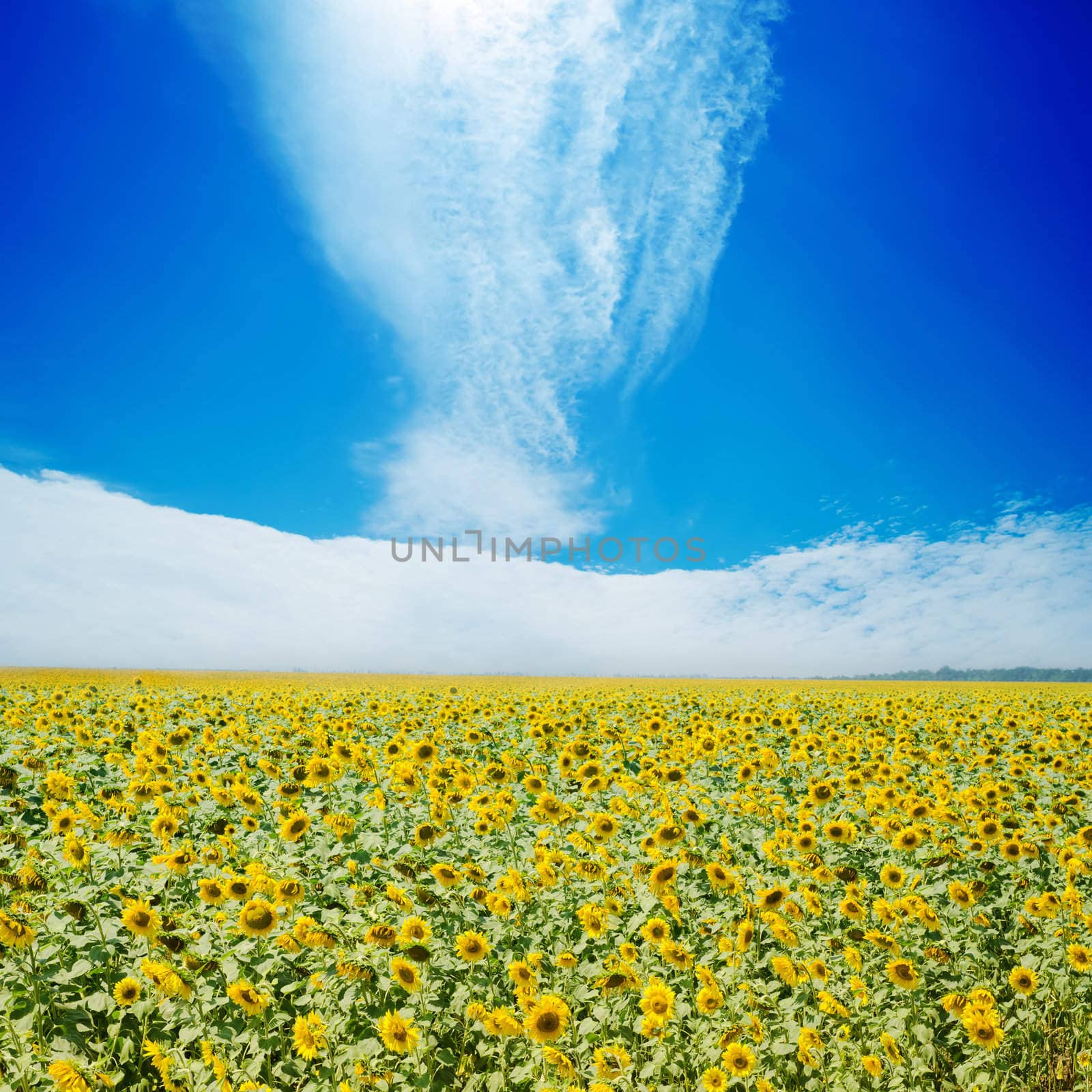 sunflowers field and white clouds on blue sky