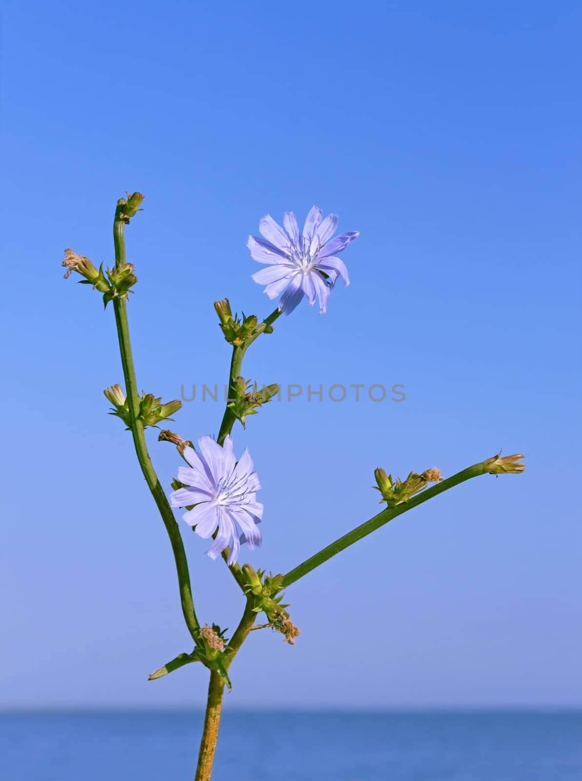 Chicory plant with flowers against water and cloudless blue sky