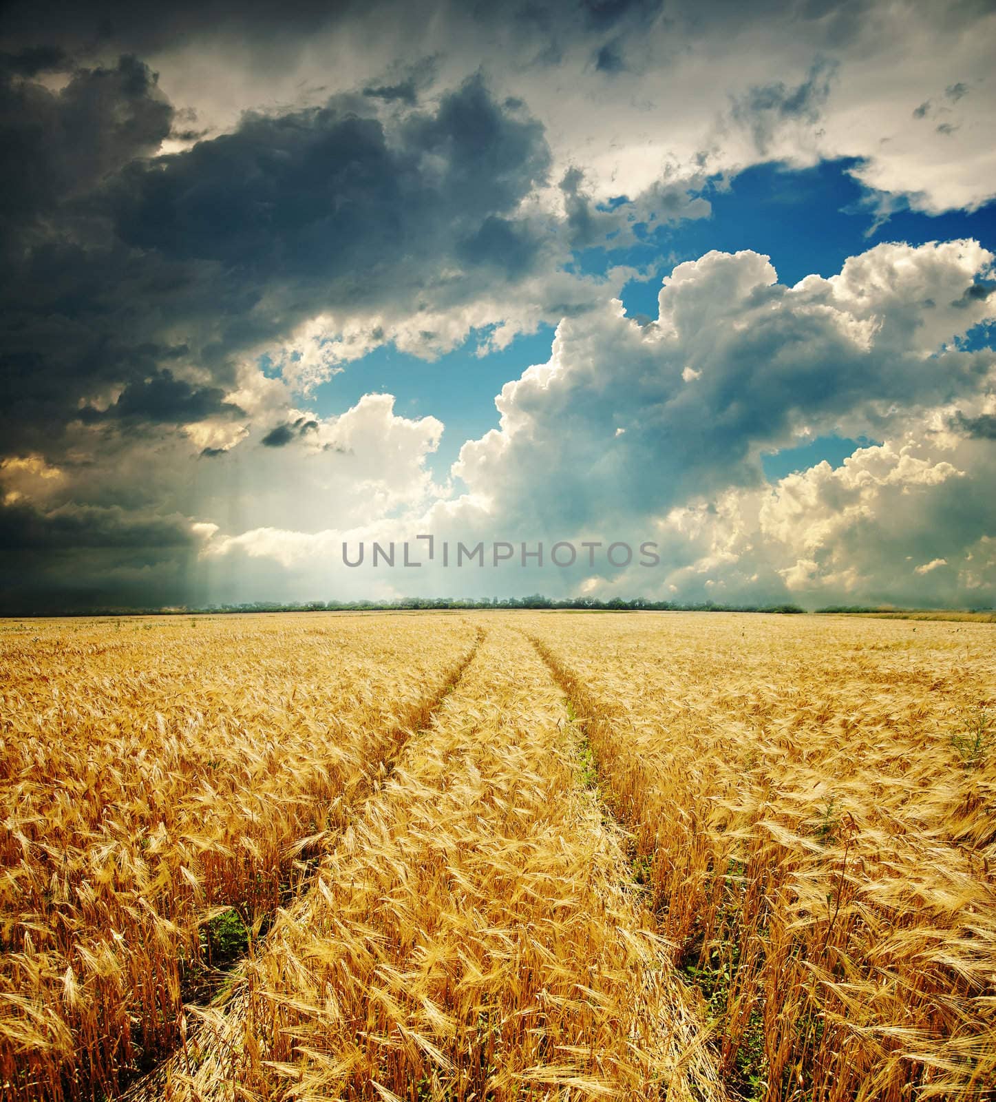 dramatic sky over golden field