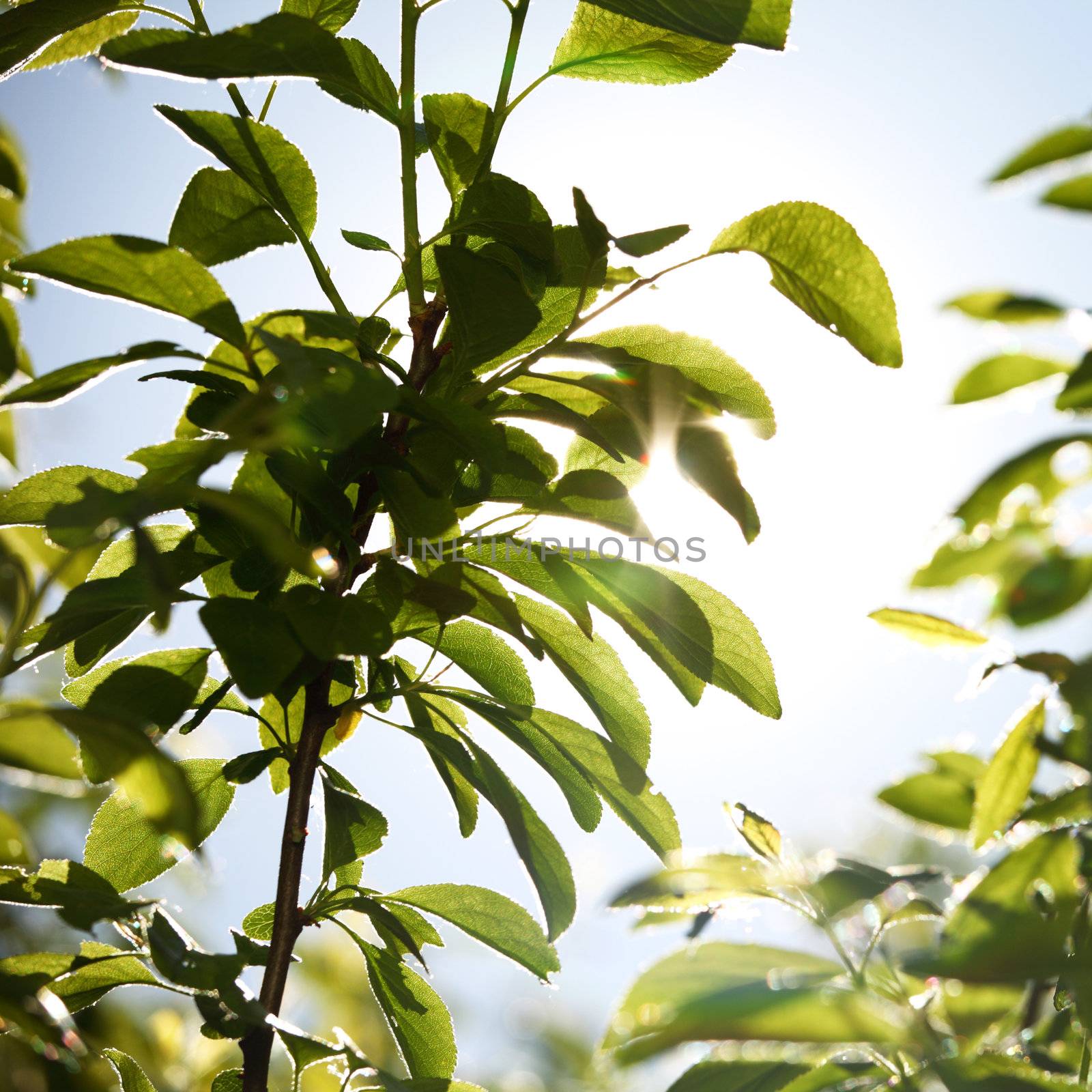 green leaves sun is shine