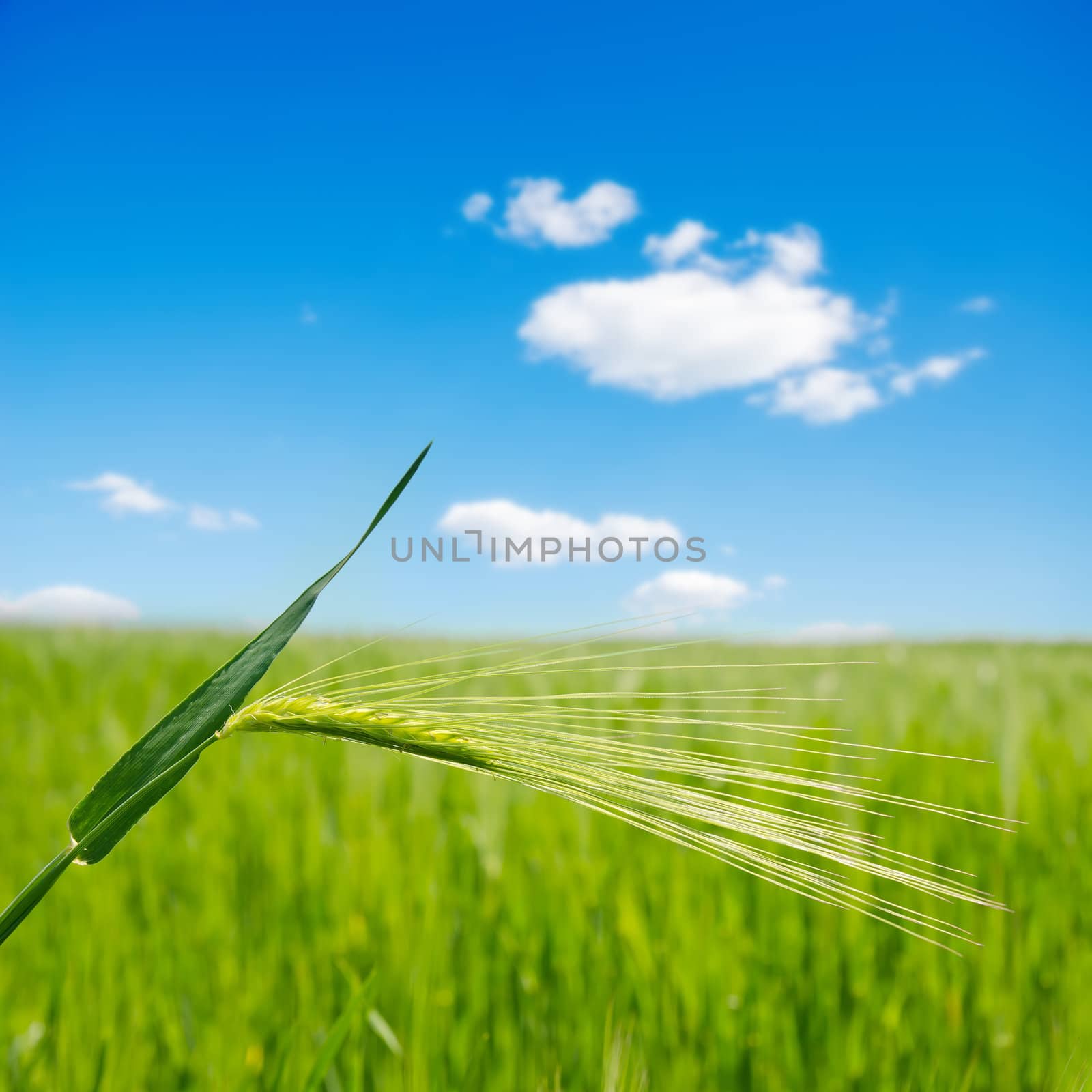 green ear over field. soft focus