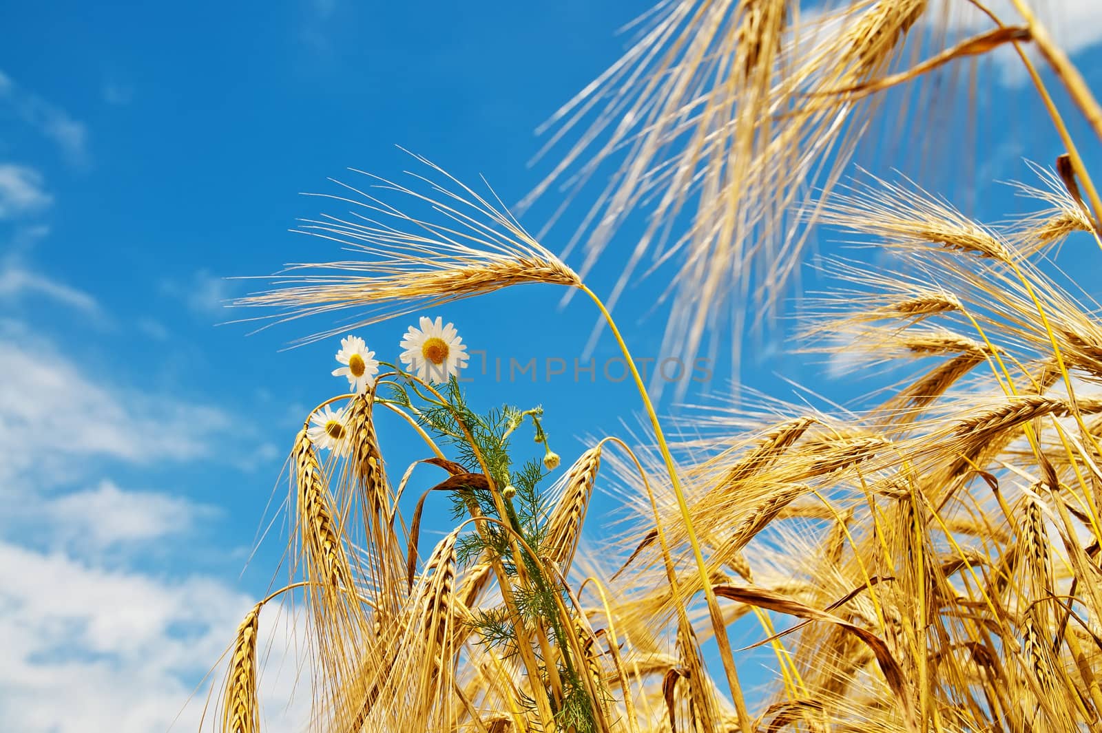 wheat with daisy