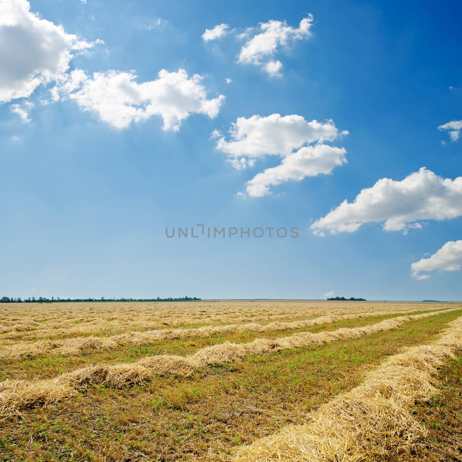 harvest in windrows and sunny sky with clouds