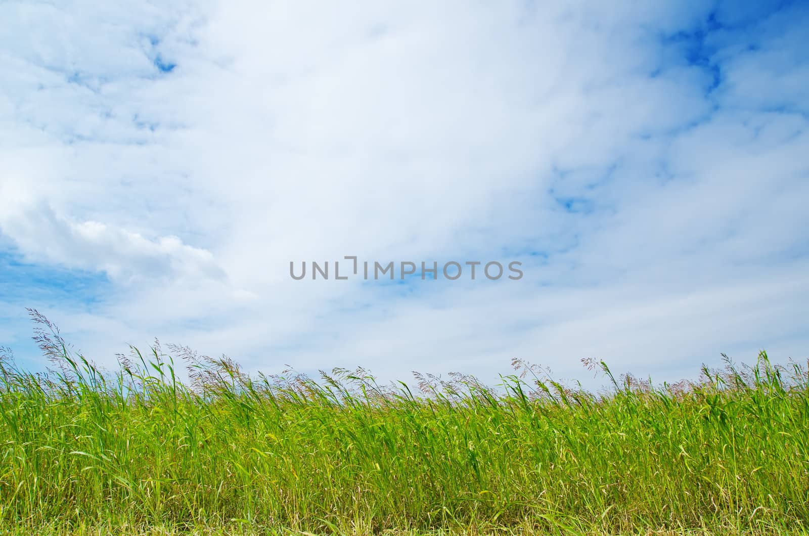field with green Sudan grass under blue sky with clouds