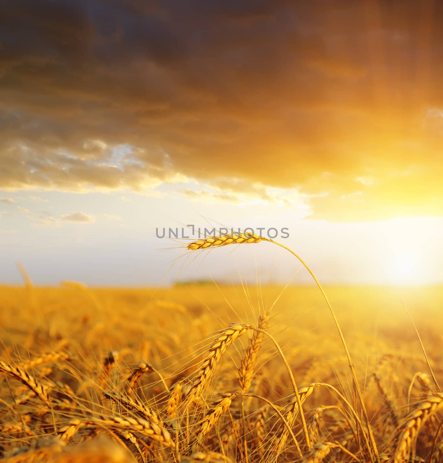 field with gold ears of wheat in sunset