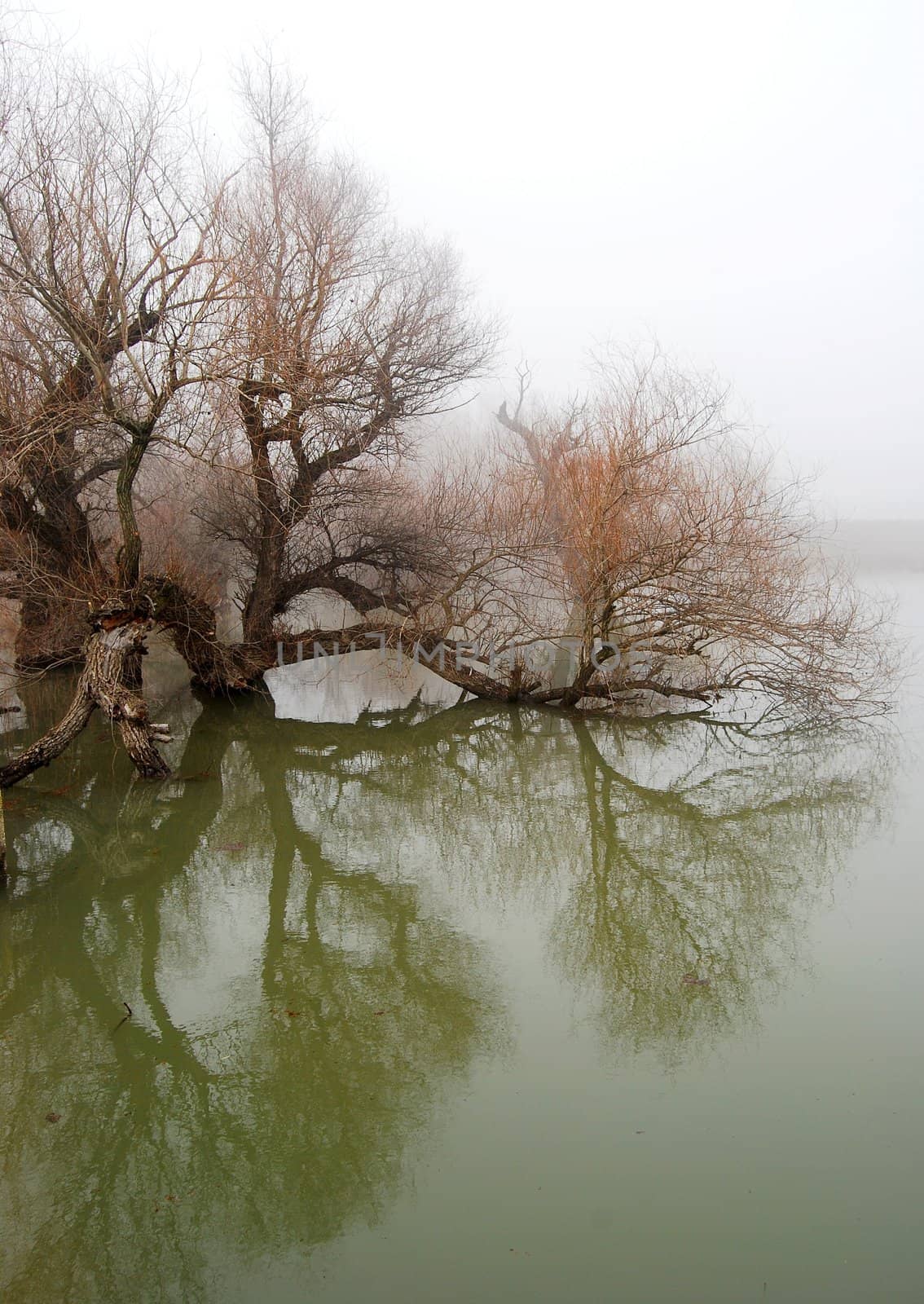 Tree in swollen waters by varbenov