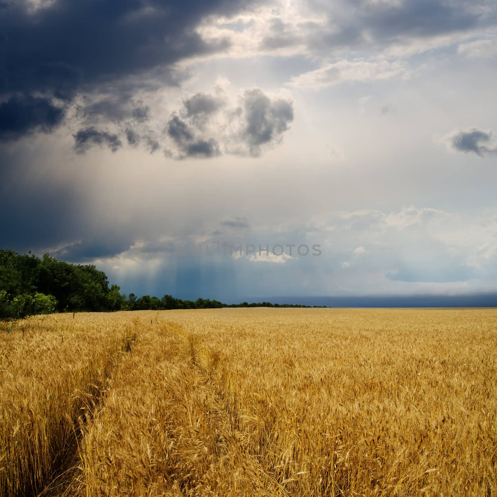 dramatic sky over golden field. rain before