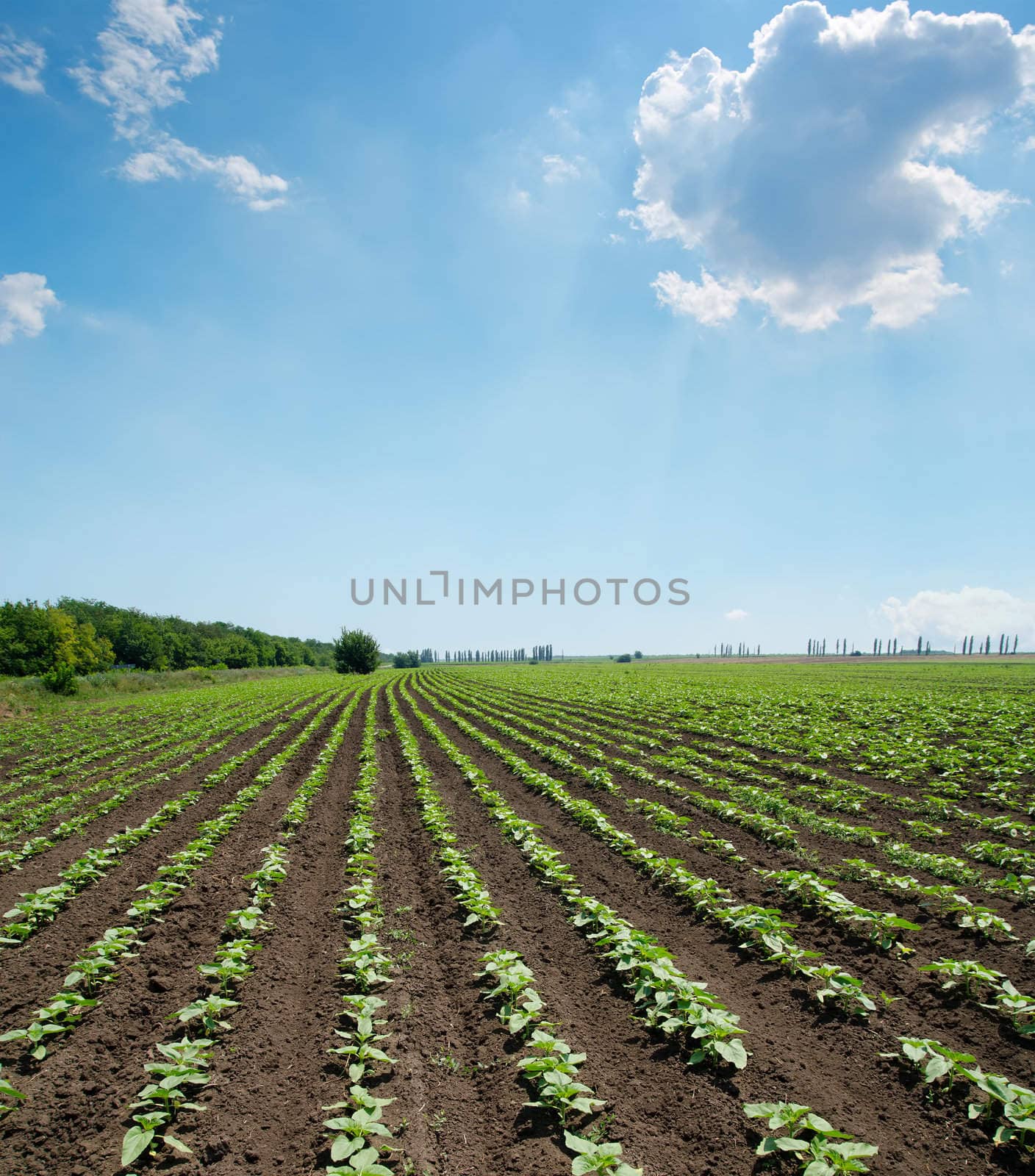 field with green shots of sunflower under cloudy sky by mycola