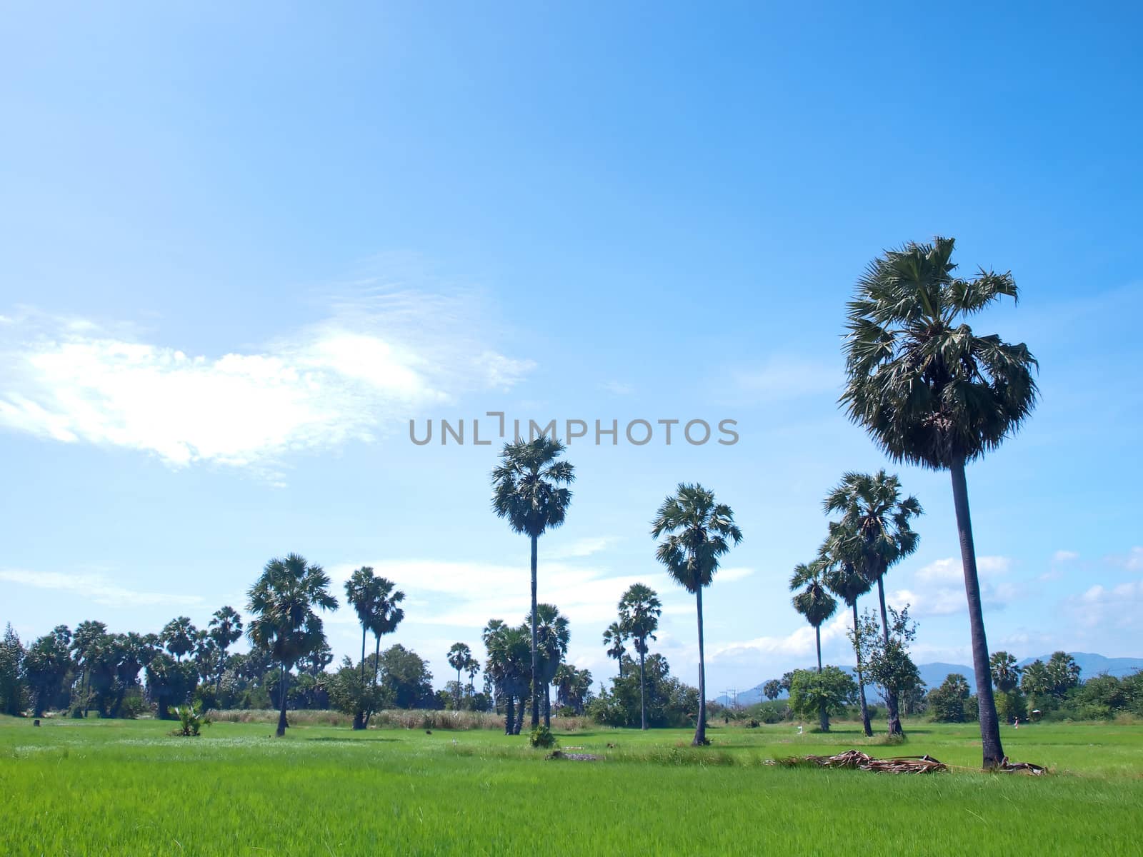Paddy field with Asian Palmyra palm(Sugar palm) in clear sky