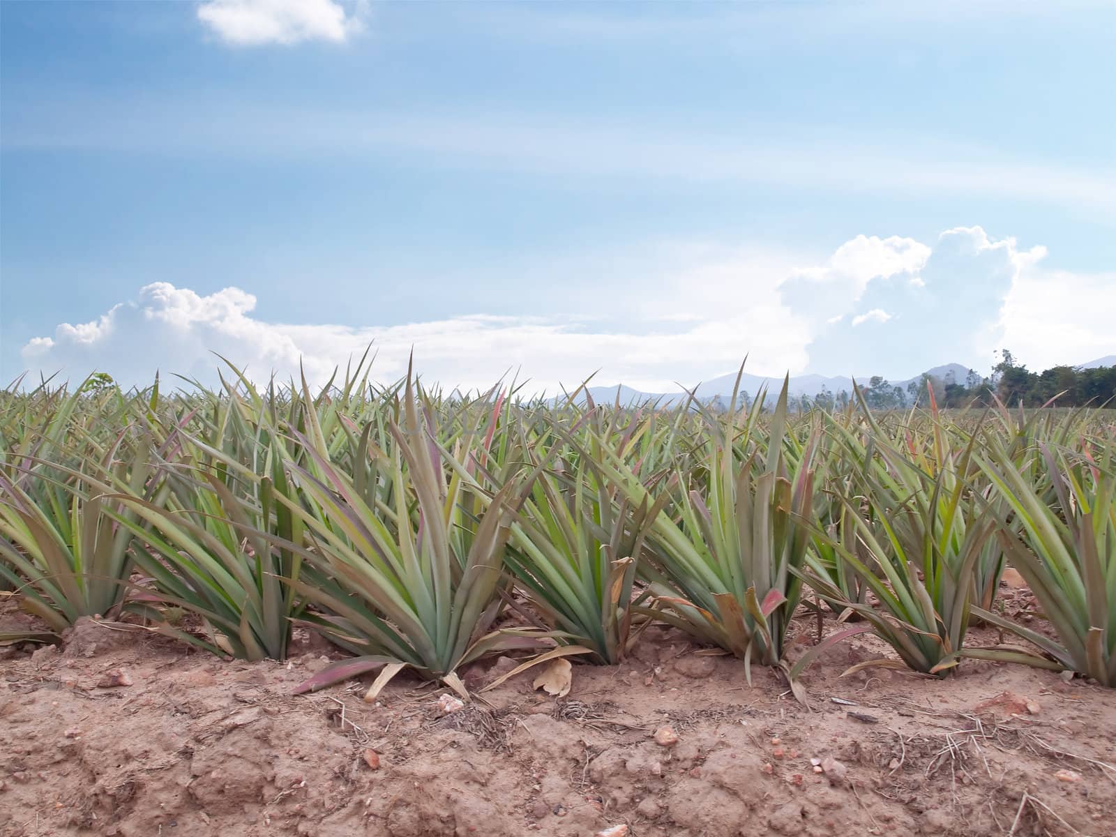 Row of young pineapple fruit growing in pineapple fruit field. 