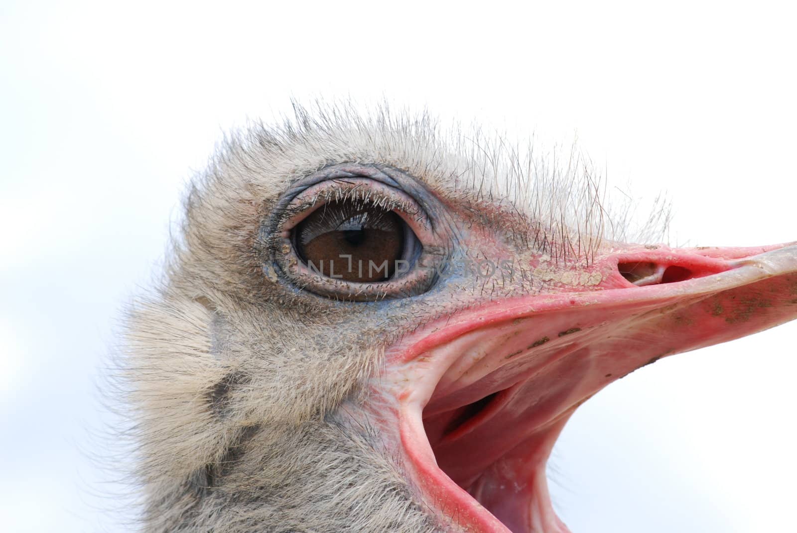 An ostrich