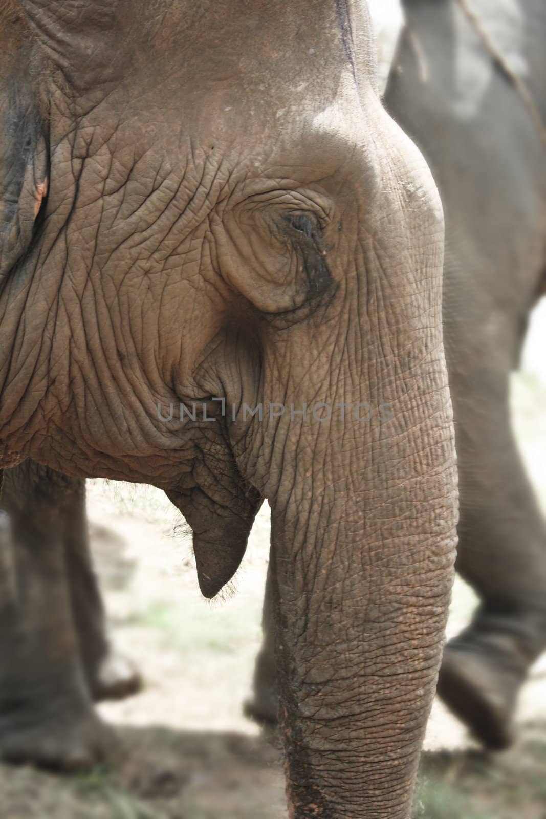 Asian elephant head close up