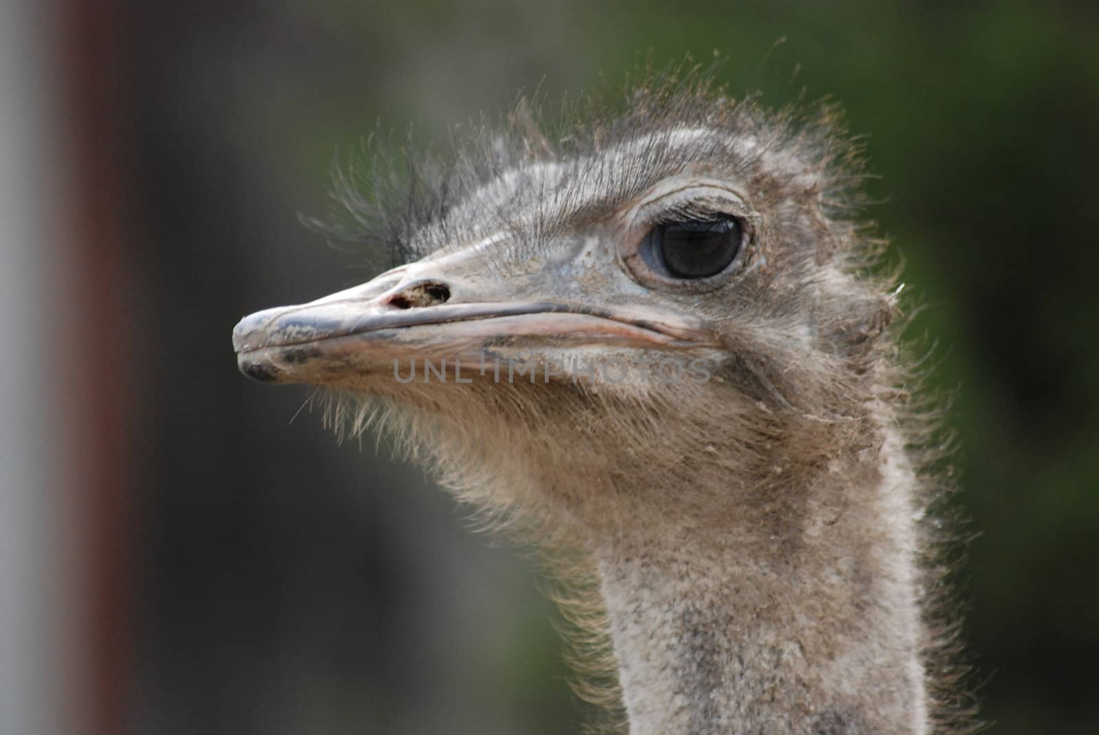 ostrich