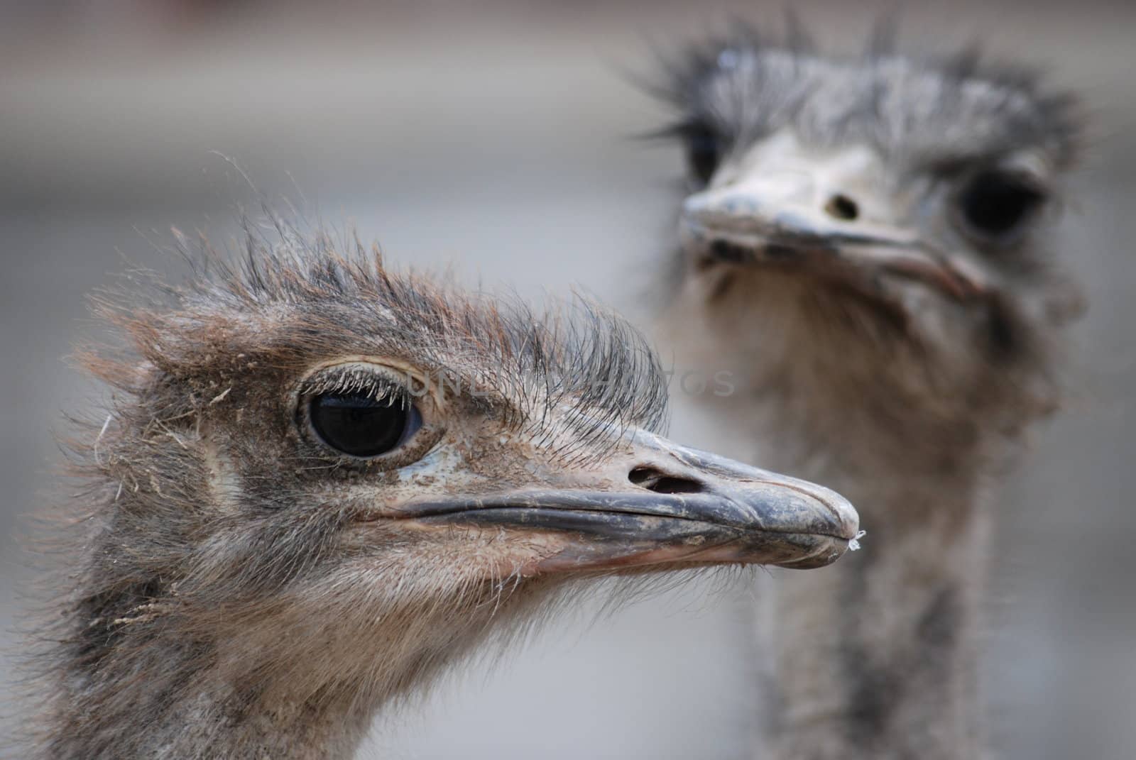 ostrich