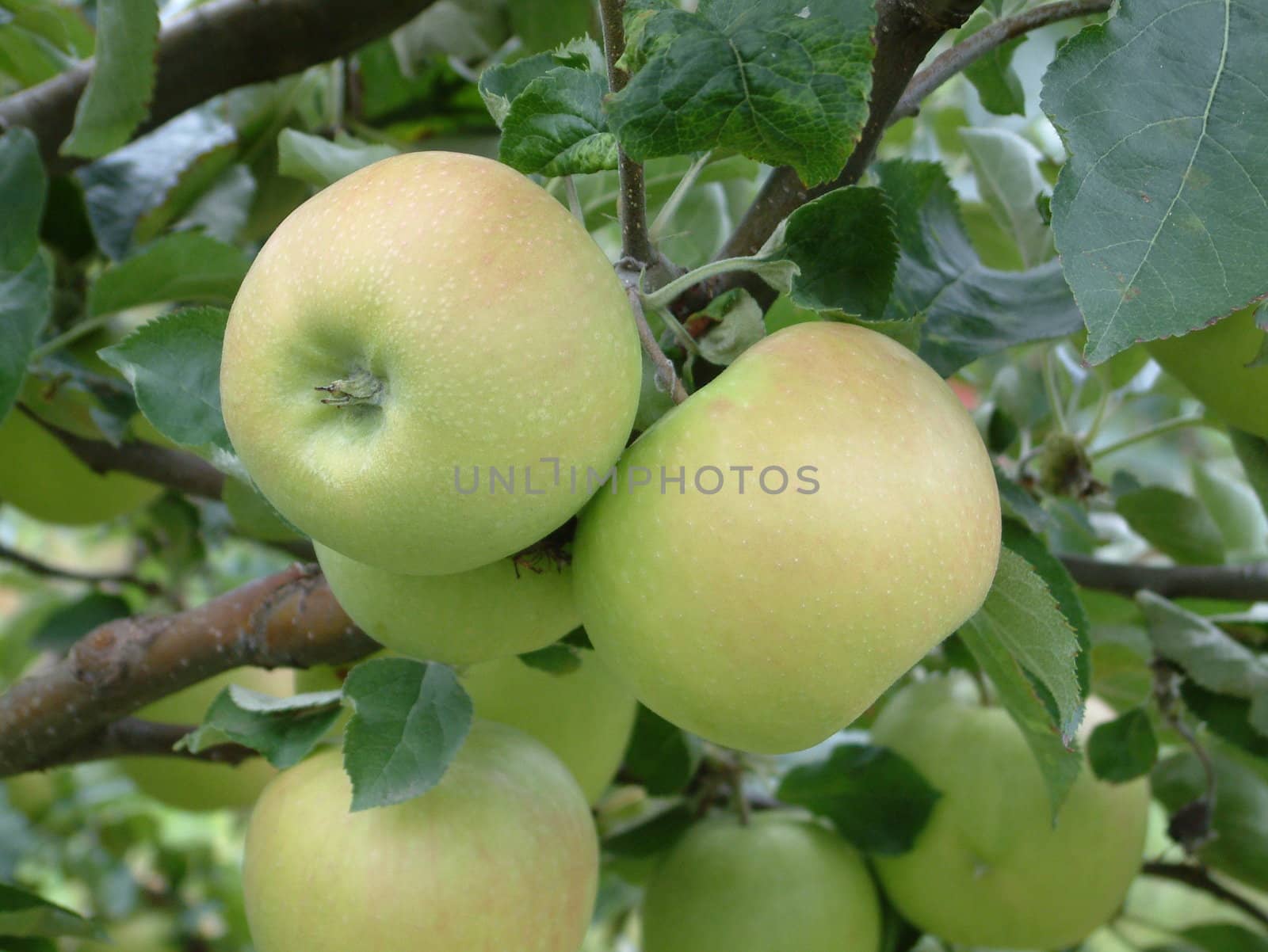 green apples
