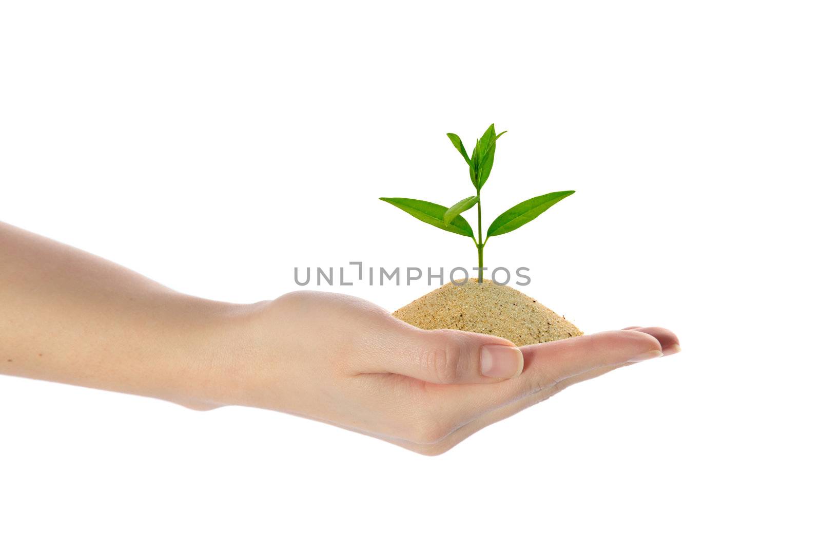 A neat human hand holding a pile of sand with a fresh plant in it. All isolated on white background.