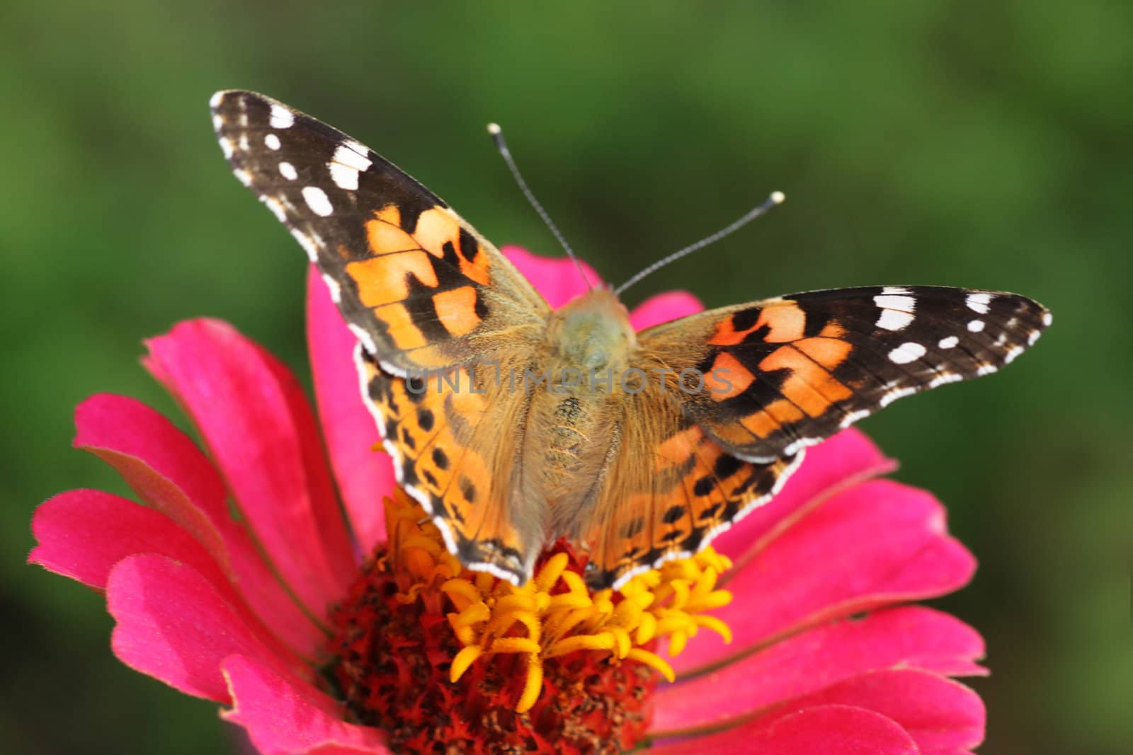 close up of Painted Lady butterfly on zinnia