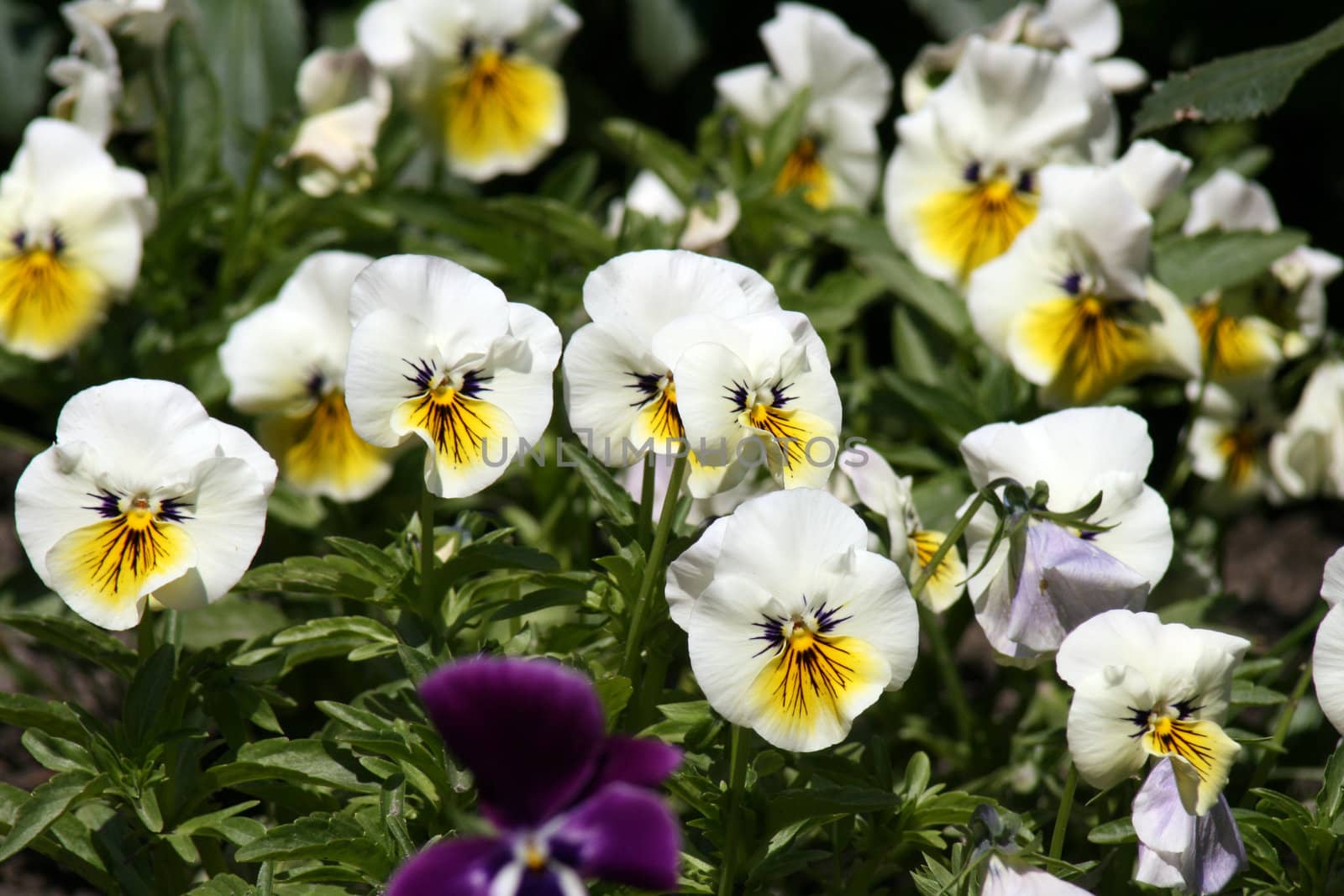 pansies