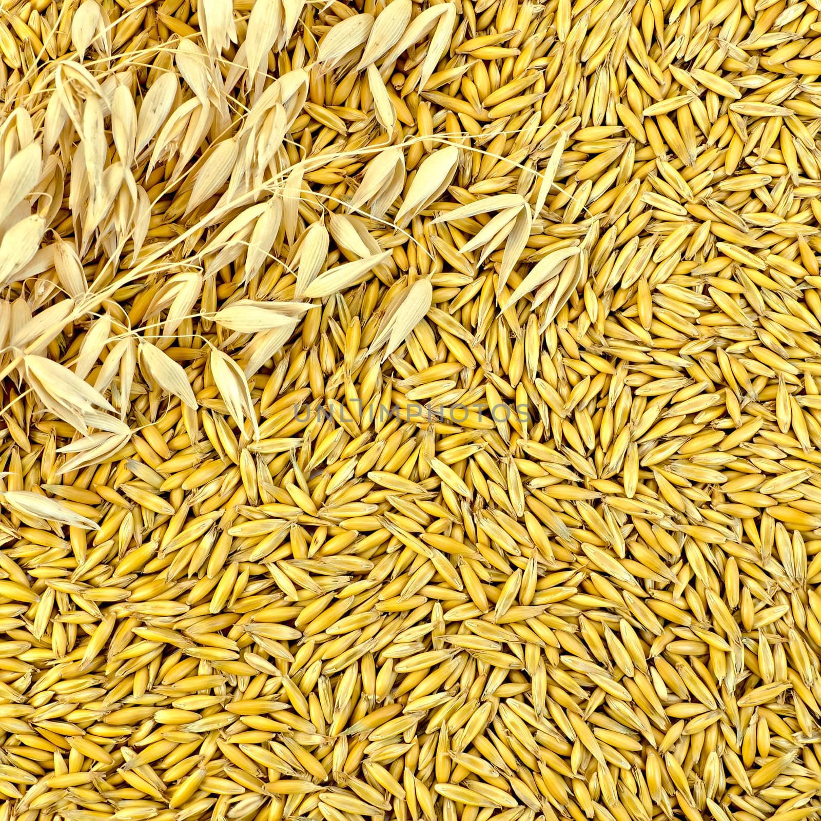 Stalks of oats on the background of oat grains